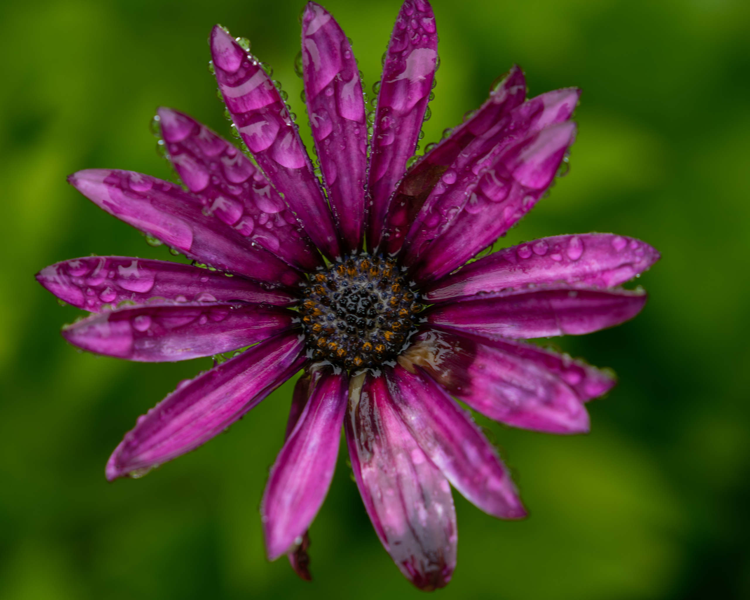 Macro Photography. Prime_Frame_Studio