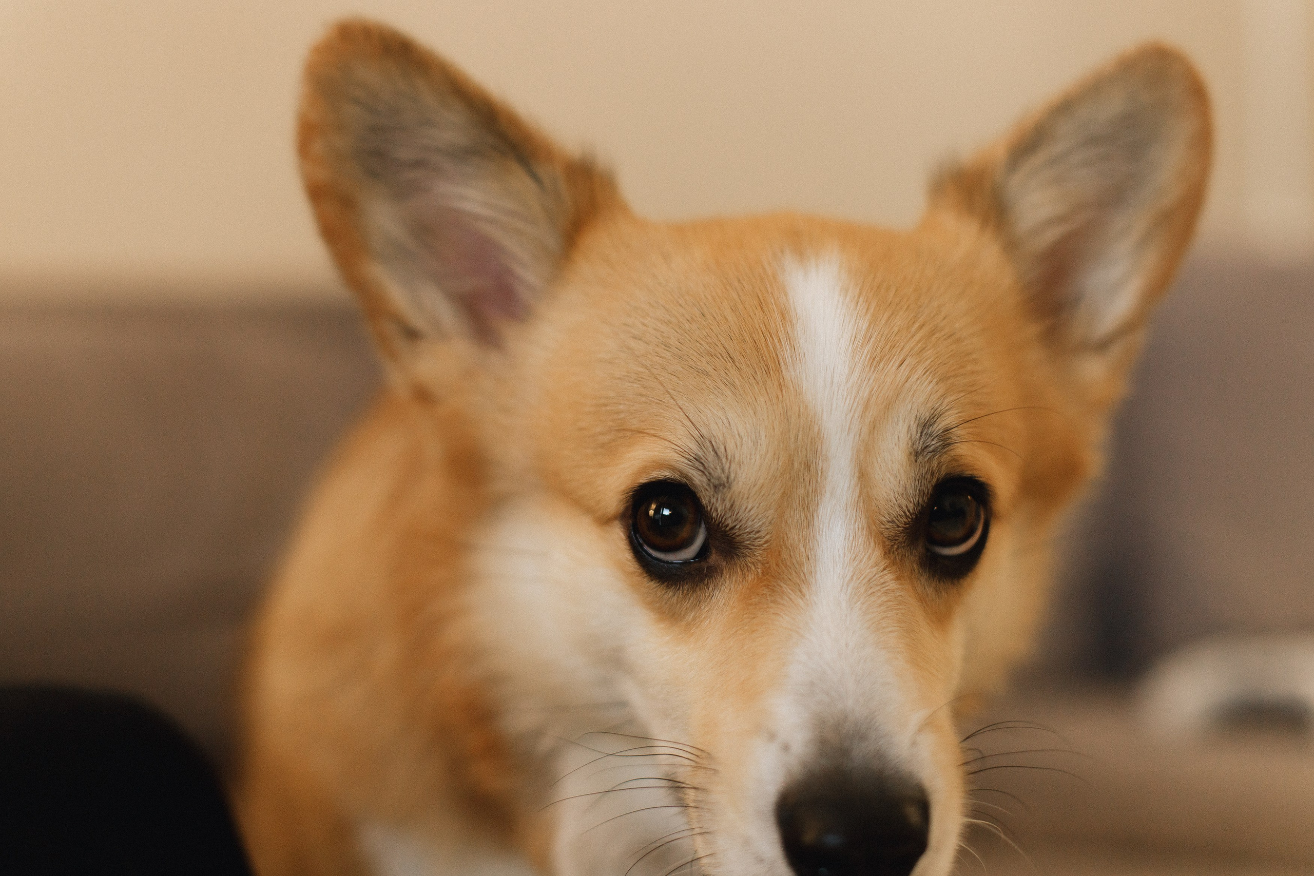 Dasha & Daisy. Kaja | fotograf psów we Wrocławiu