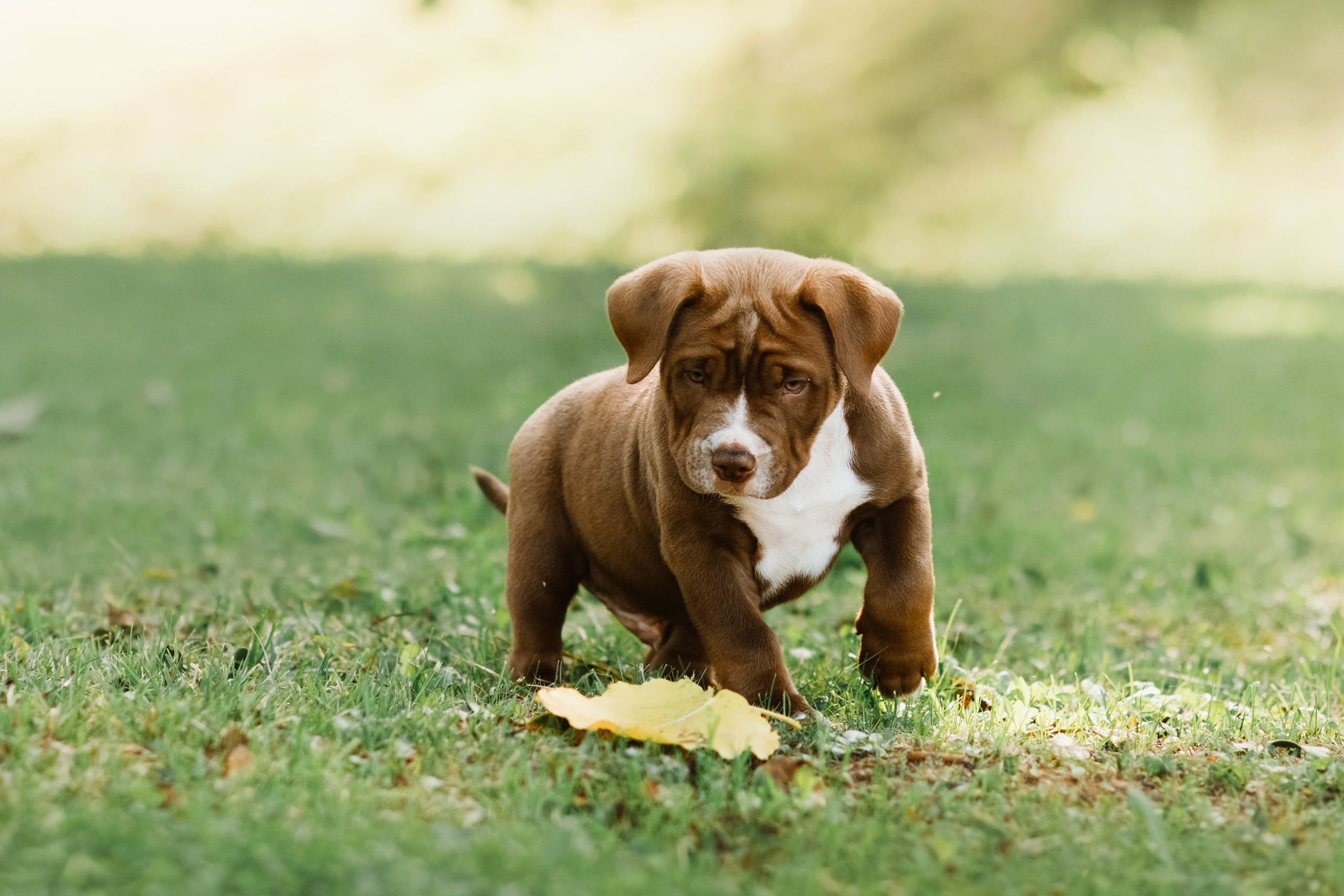 Bullie puppies. Kaja | fotograf we Wrocławiu | ludzie i psy