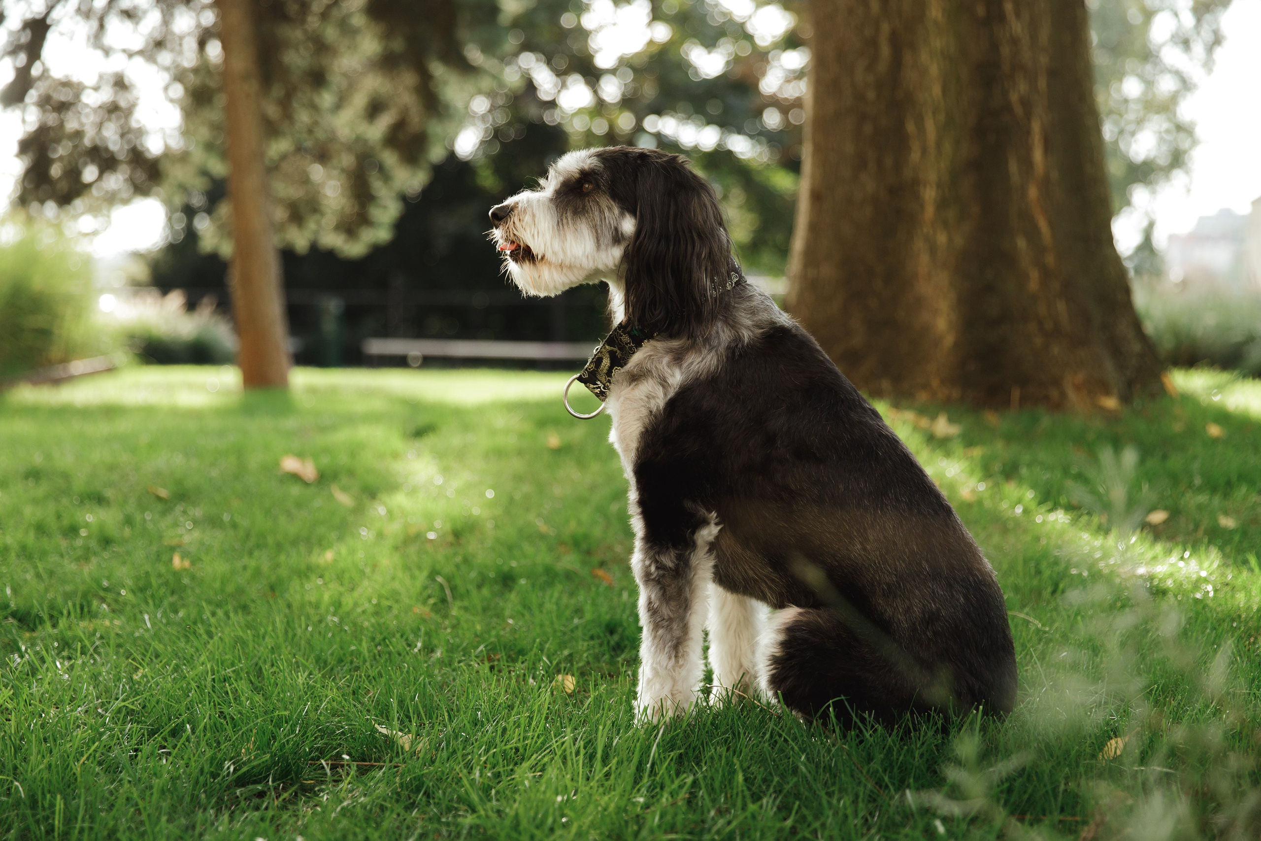 Lera & Flora. Kaja | fotograf we Wrocławiu | ludzie i psy