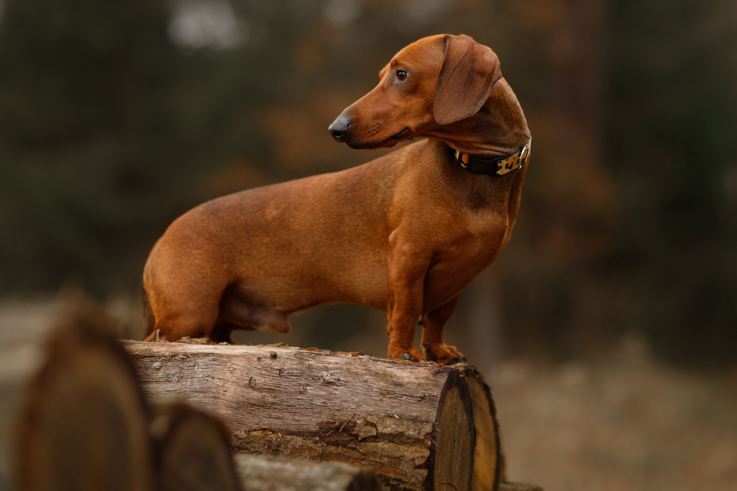 Ania, Franek & Vincent. Kaja | fotograf psów we Wrocławiu