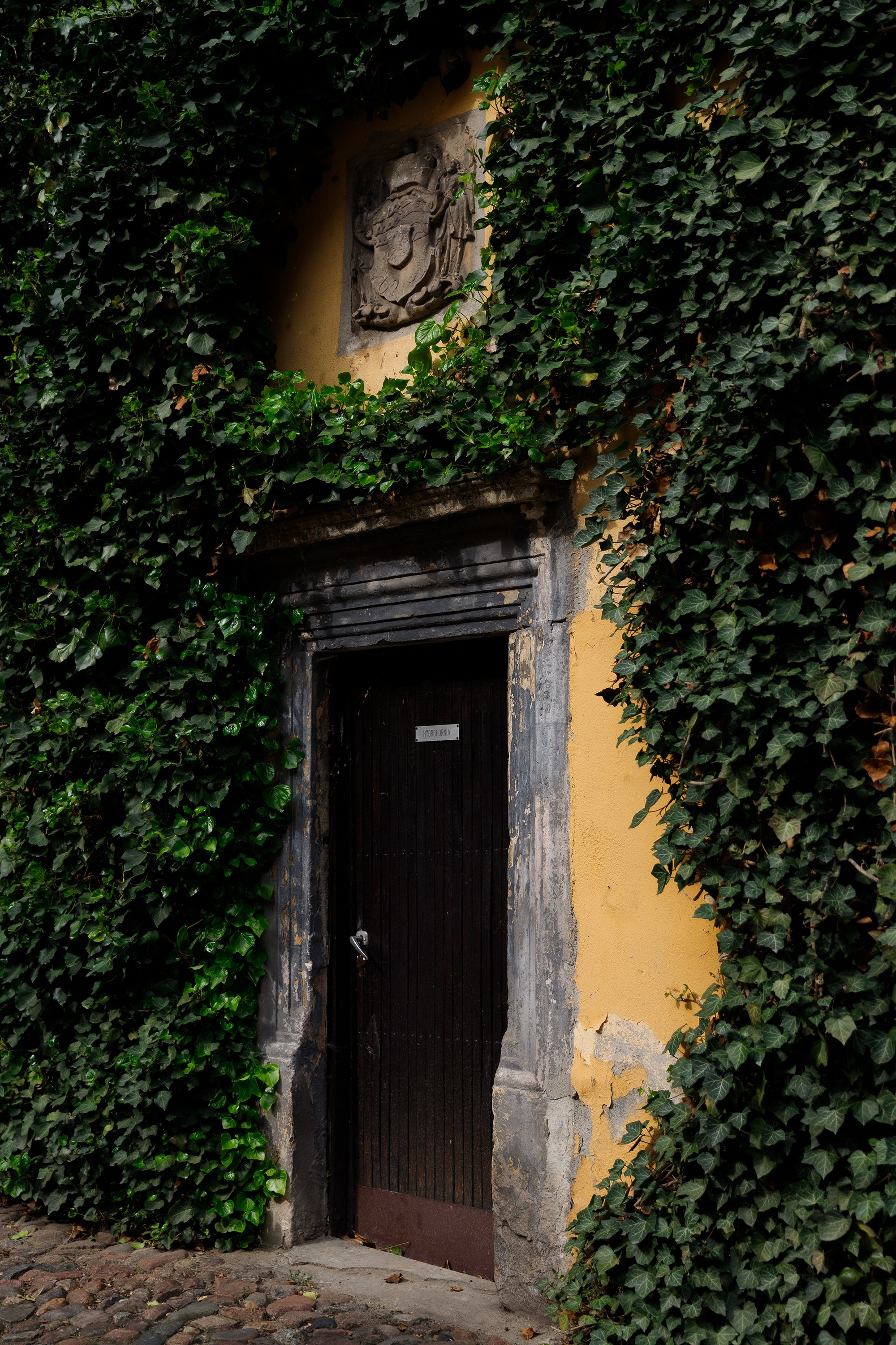 Oleśnica castle. Kaja | fotograf psów we Wrocławiu