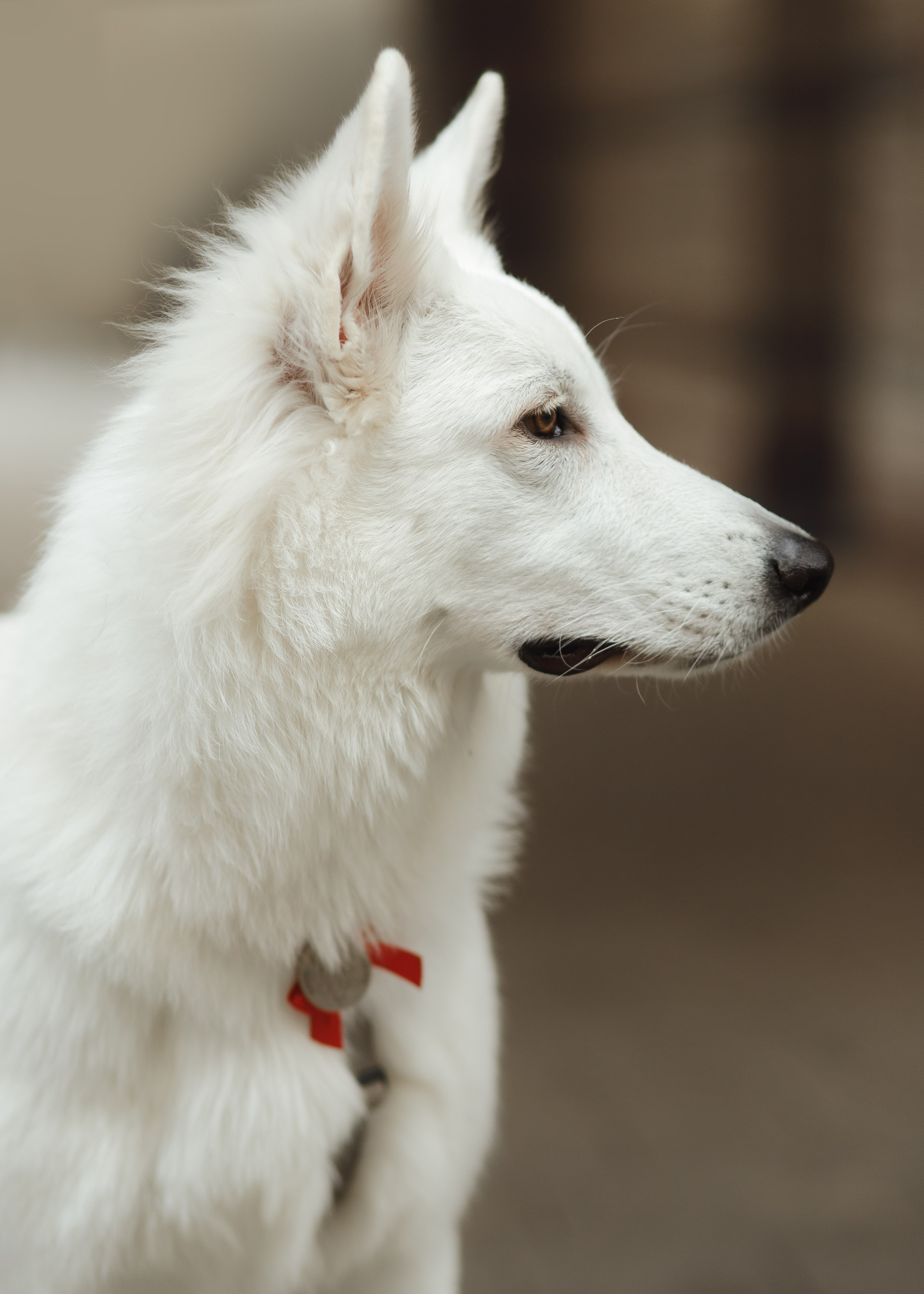 Astra in Leipzig. Kaja | fotograf we Wrocławiu | ludzie i psy