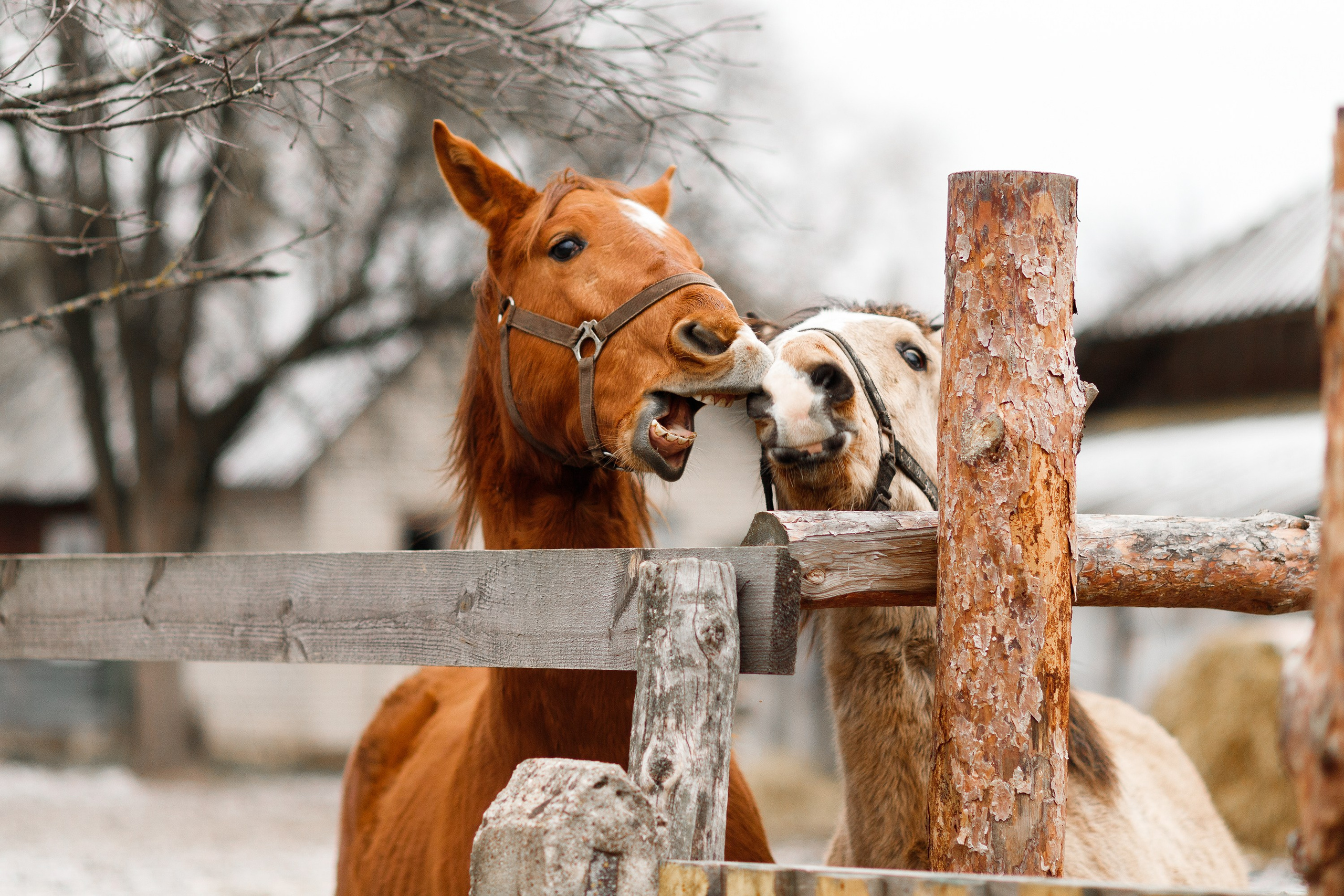 Winter stable. Kaja | fotograf psów we Wrocławiu