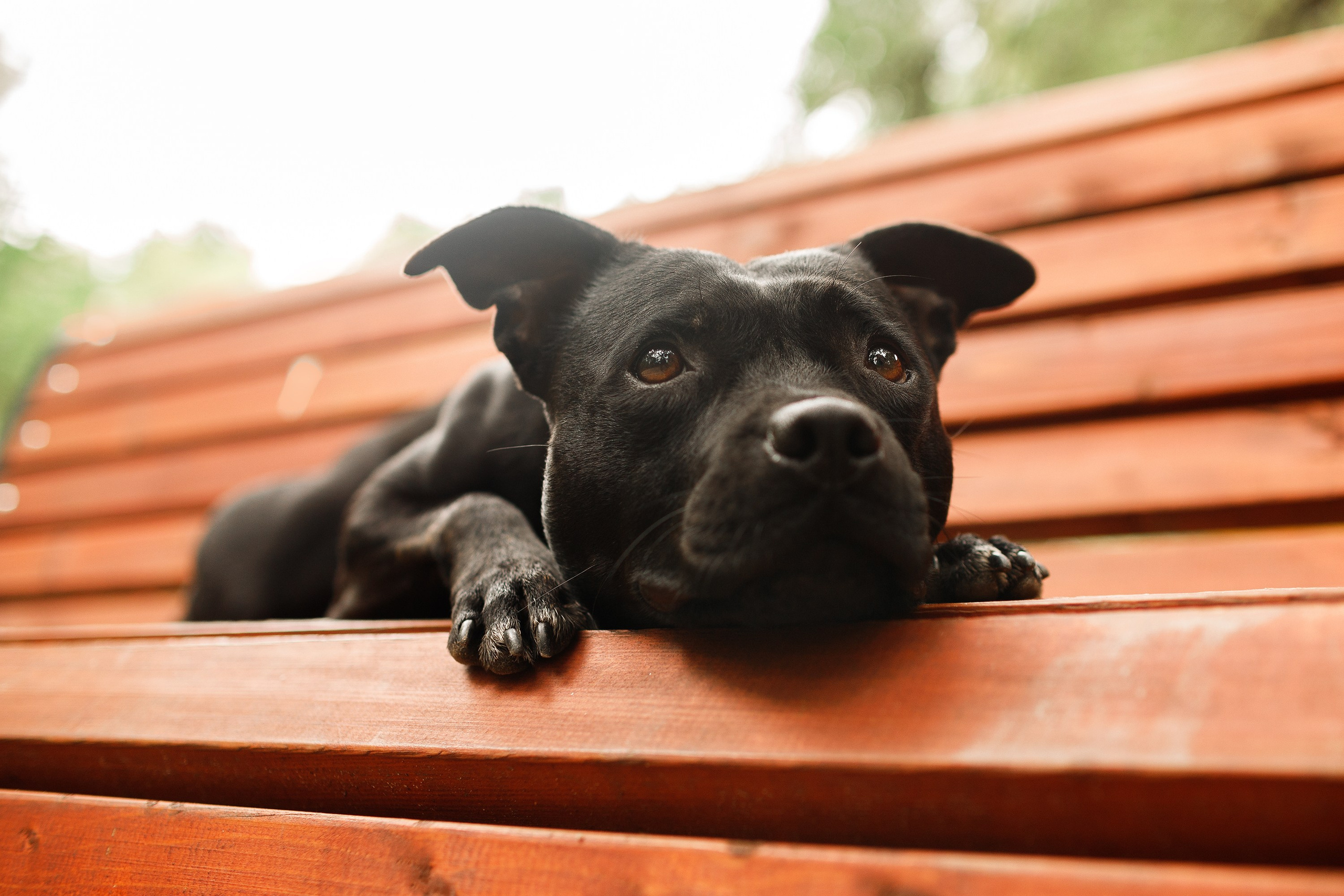 Staffy Yosia. Kaja | fotograf we Wrocławiu | ludzie i psy