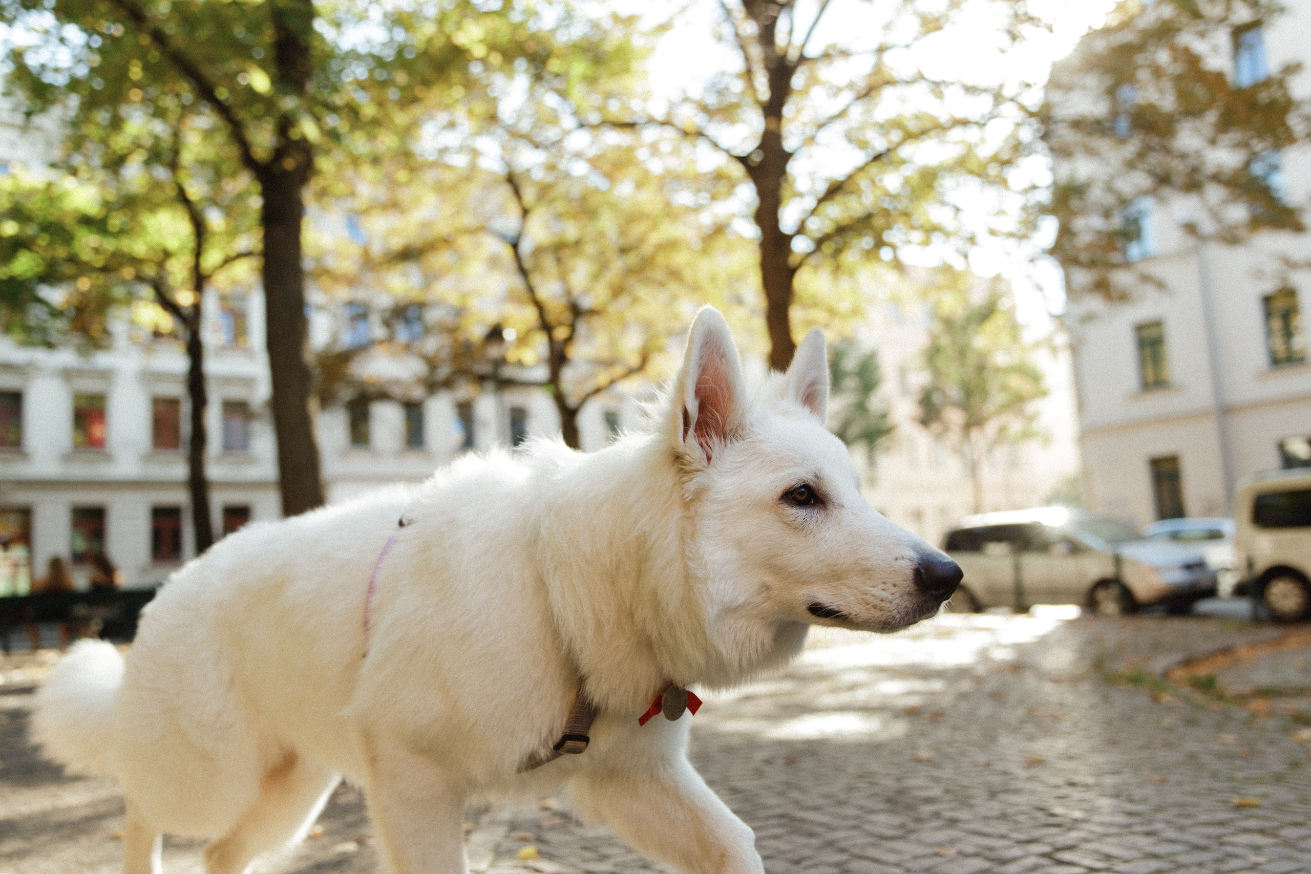 Astra in Leipzig. Kaja | fotograf we Wrocławiu | ludzie i psy