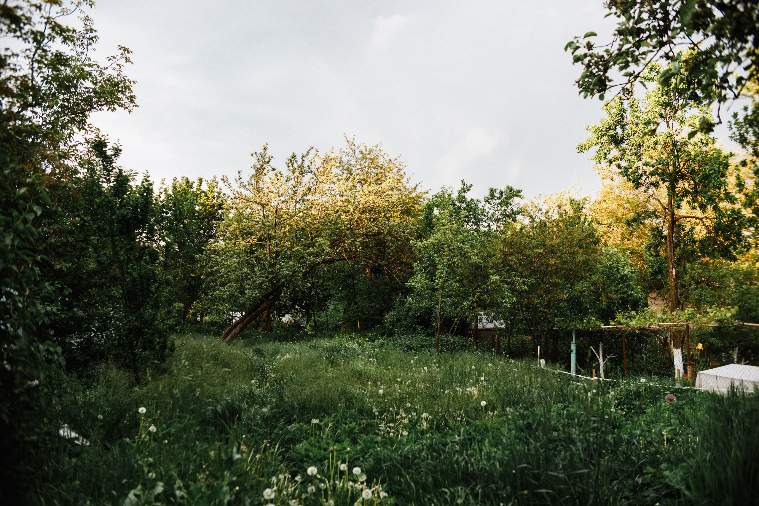 Grodno. Kaja | fotograf we Wrocławiu | ludzie i psy