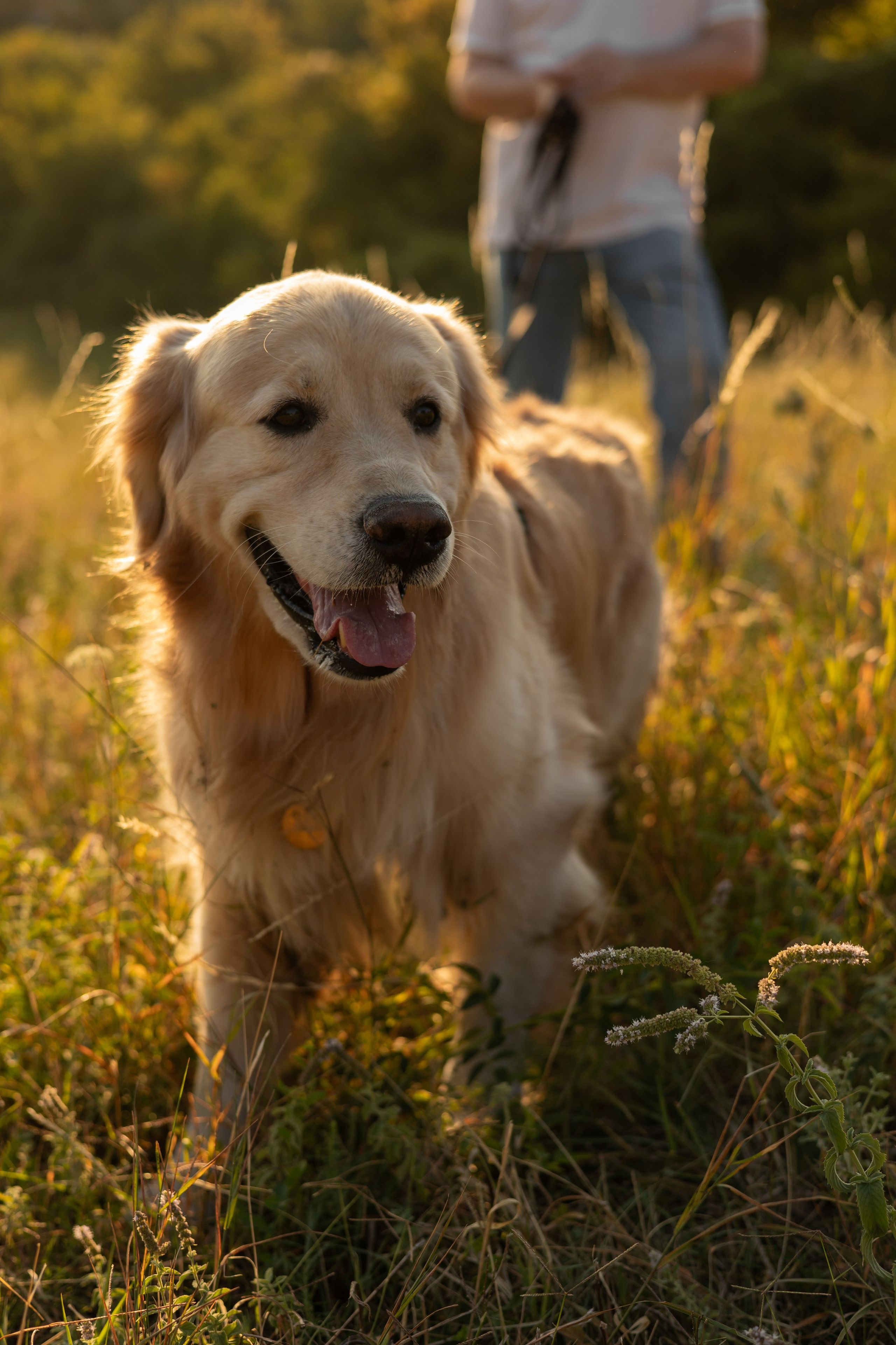 Антон и Плюша. Фотограф-анималист | Белград