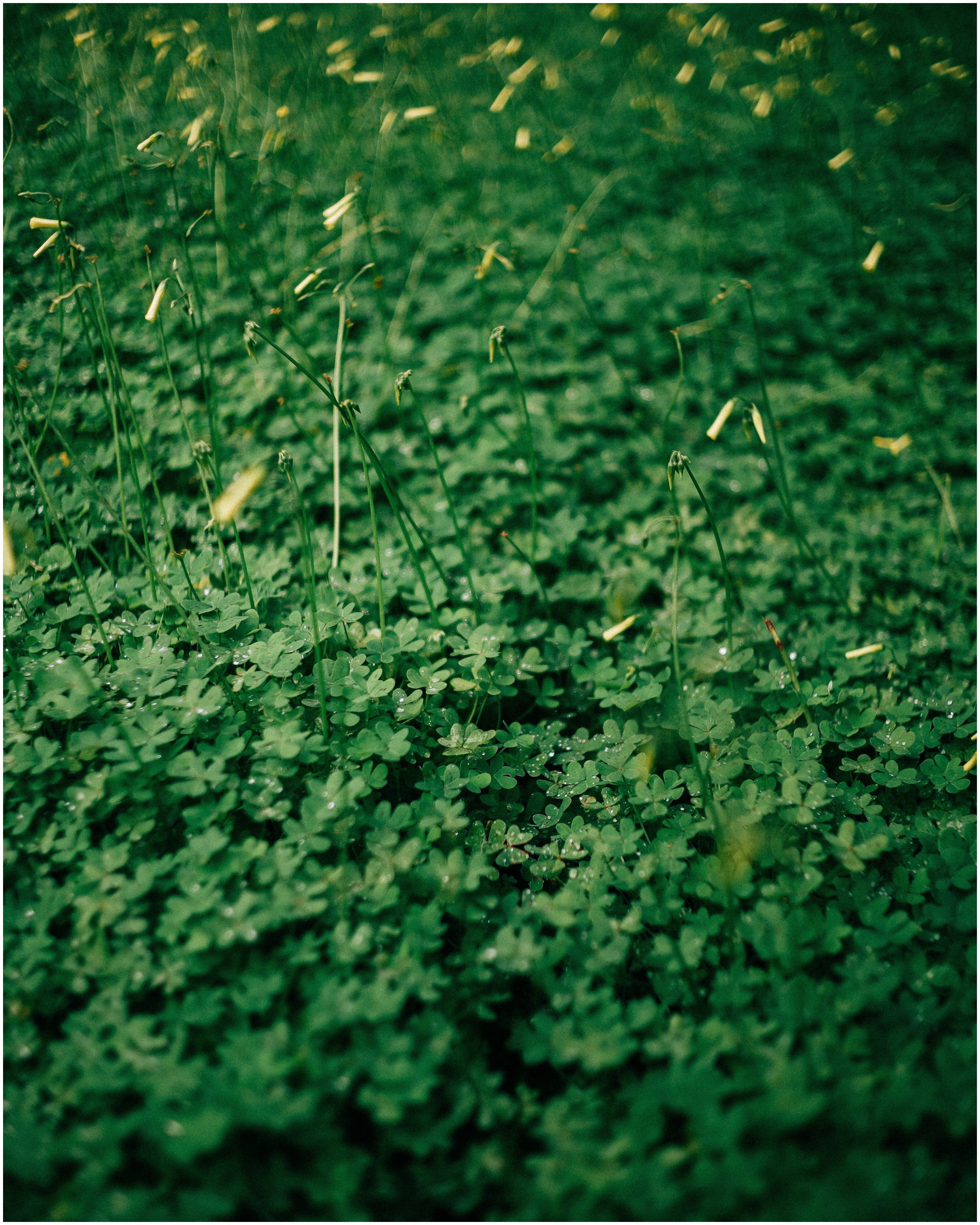 PALERMO. Photographer Inna Mendelson