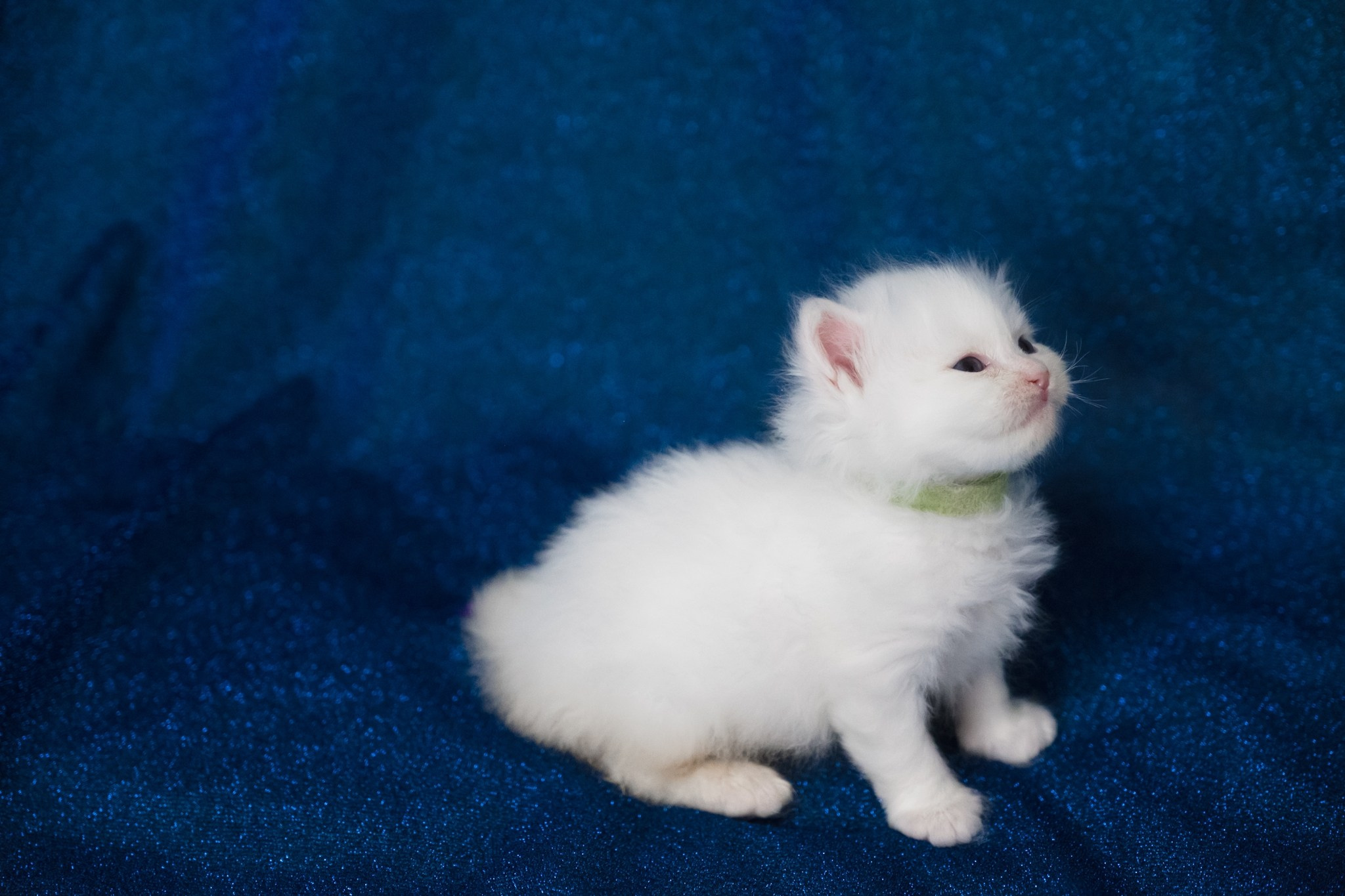 N-Bellatrix. SIBERIALIS: Katzenzucht von Sibirischen und Neva Masquarade Katzen
