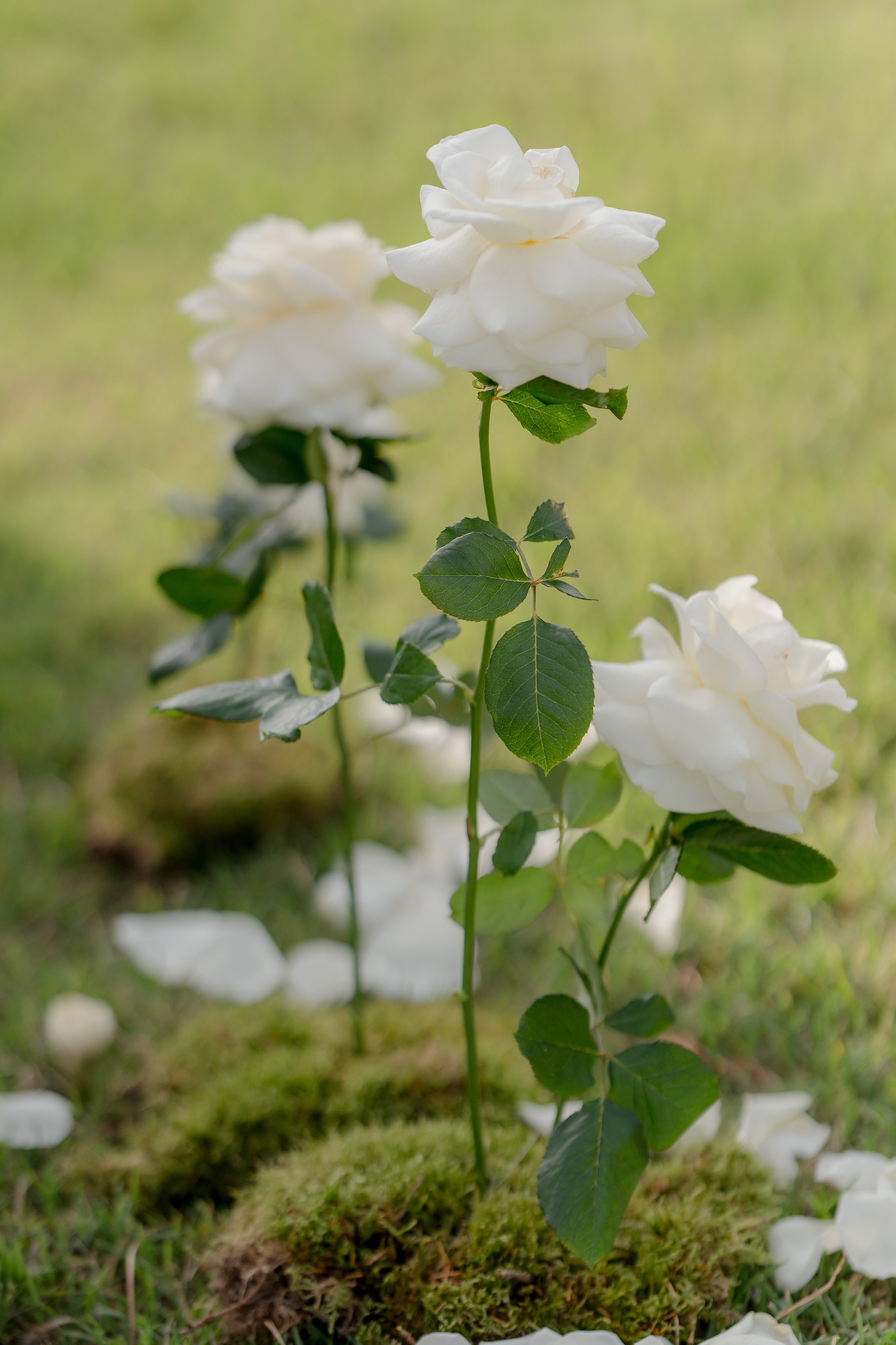 Dom&Ally. Весільний фотограф Вікторія Саврук