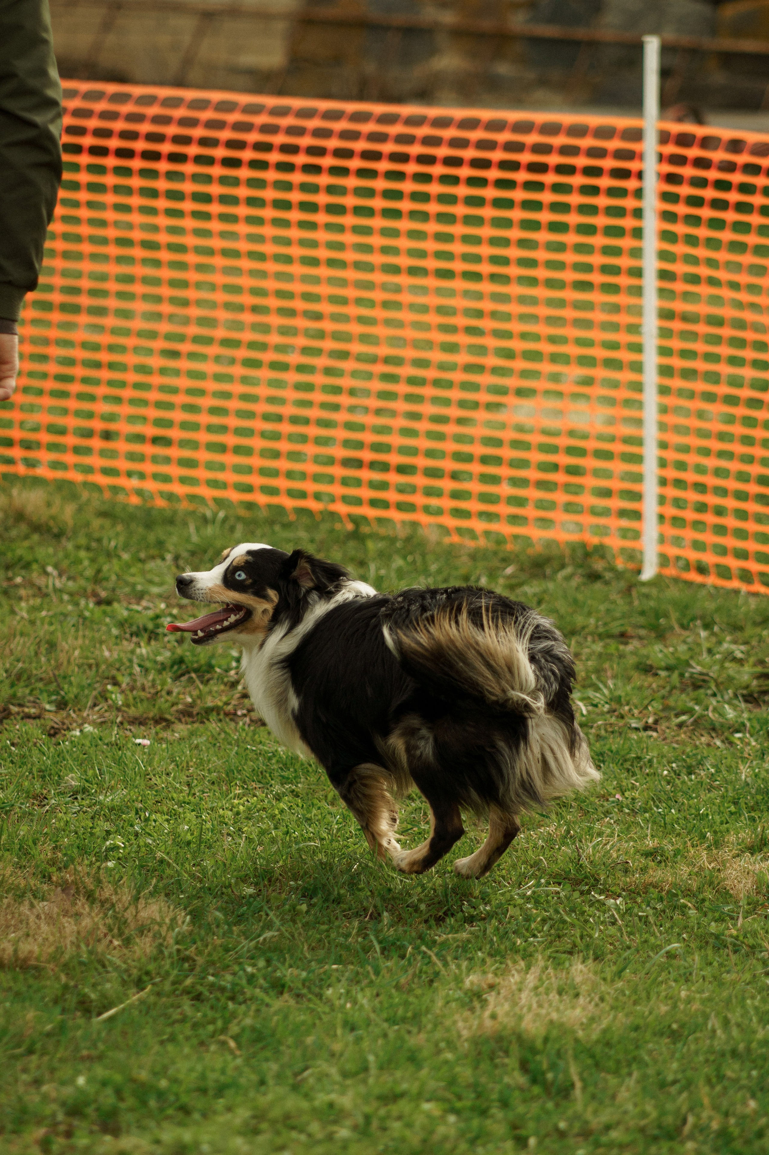Herding Days, 26 apr. 2025. Kat Laisaar — Pet photographer in Tallinn