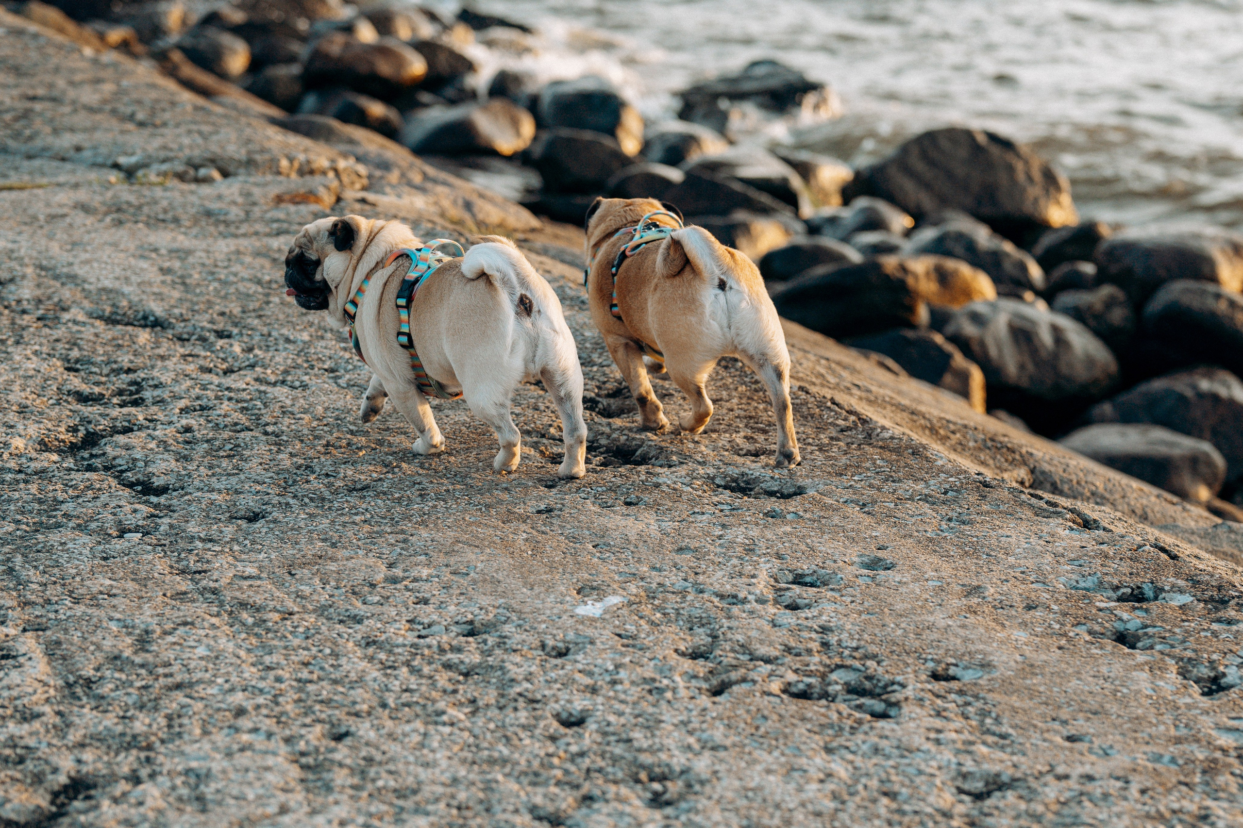 Frank, Tony, Katerina & Lev. Kat Laisaar — Pet photographer in Tallinn