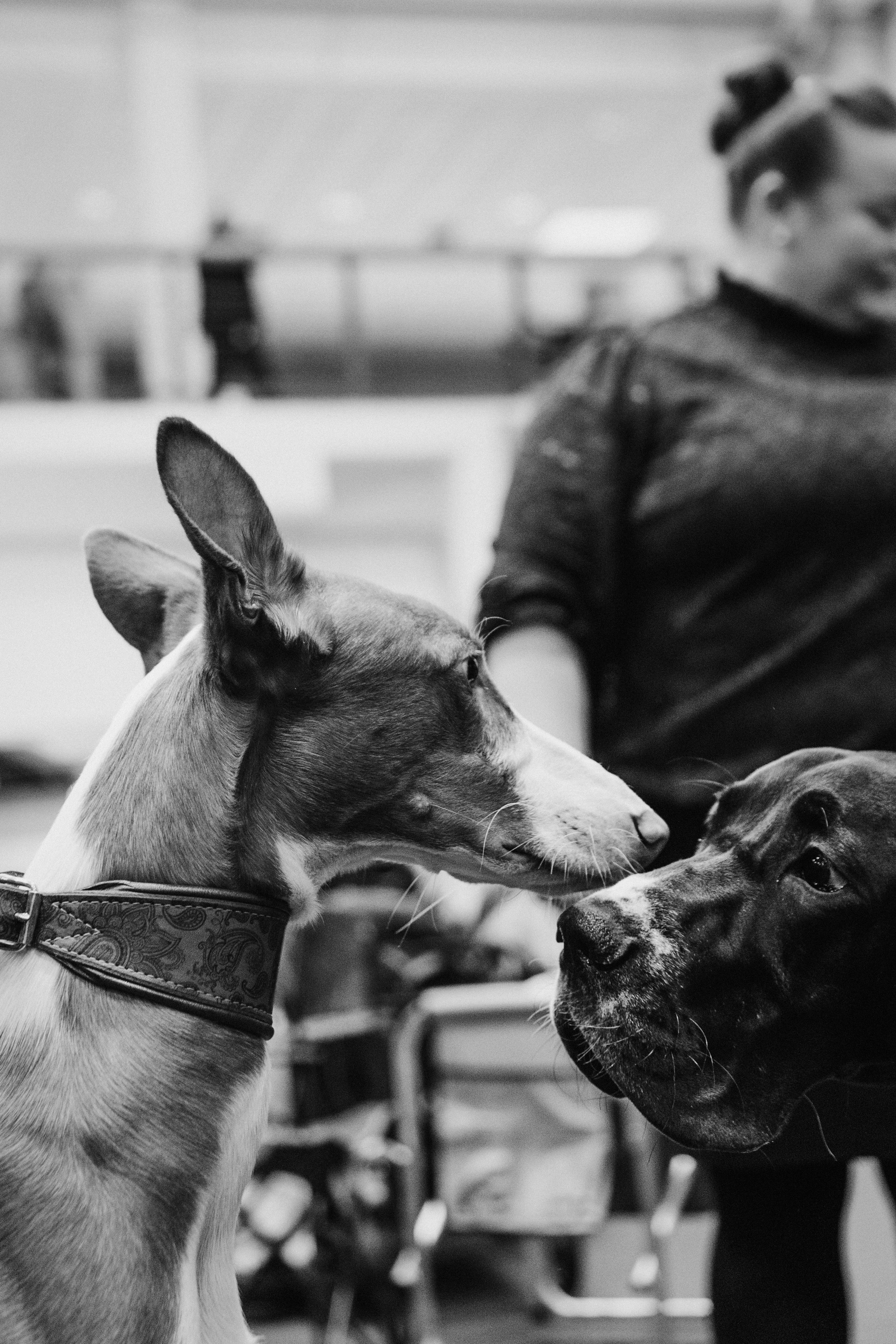 Pärnu dog weekend photo report. Kat Laisaar — Pet photographer in Tallinn