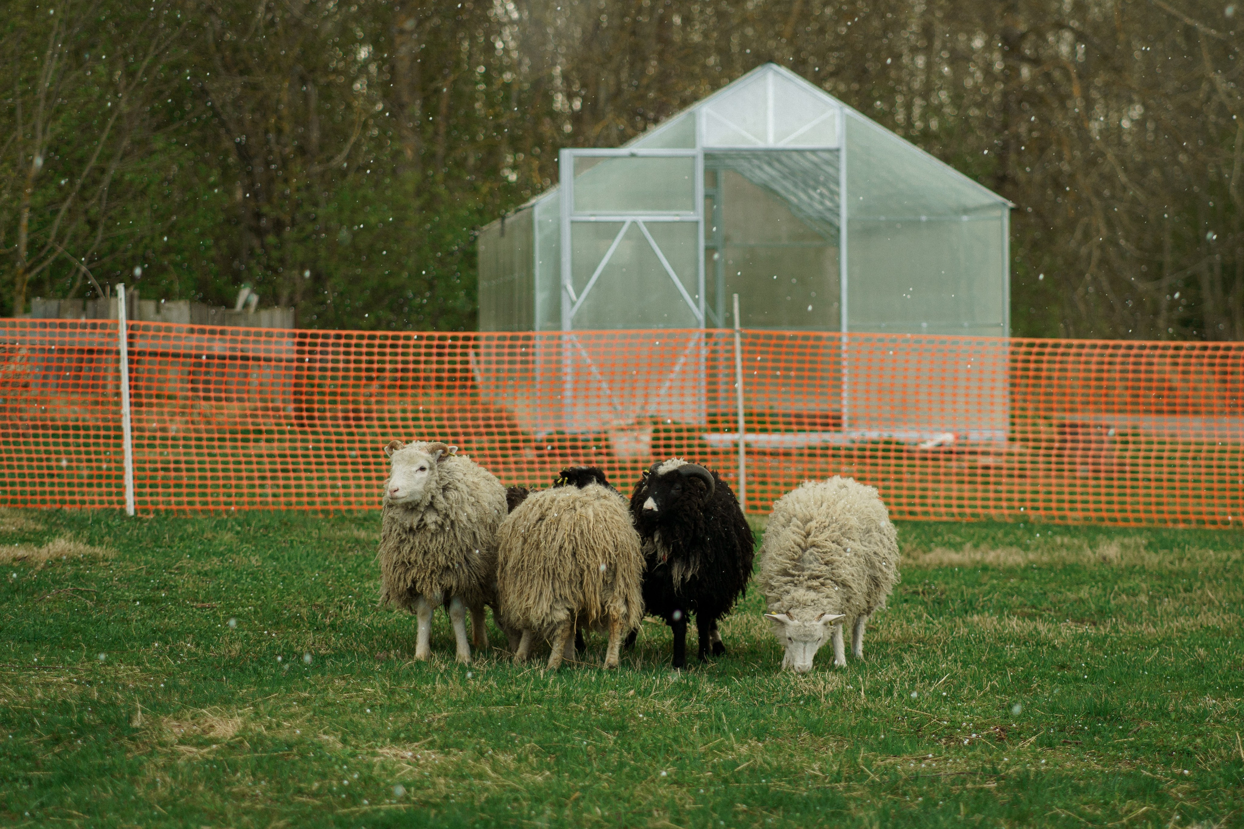 Herding Days, 26 apr. 2025. Kat Laisaar — Pet photographer in Tallinn