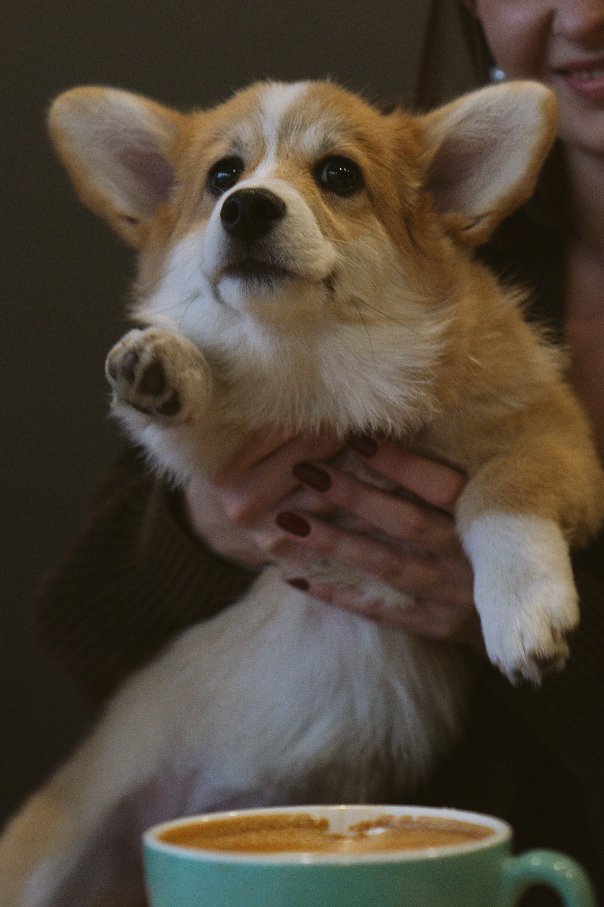 Anastasia and her Ada, Pembroke Welsh Corgi. Kat Laisaar — Pet photographer in Tallinn