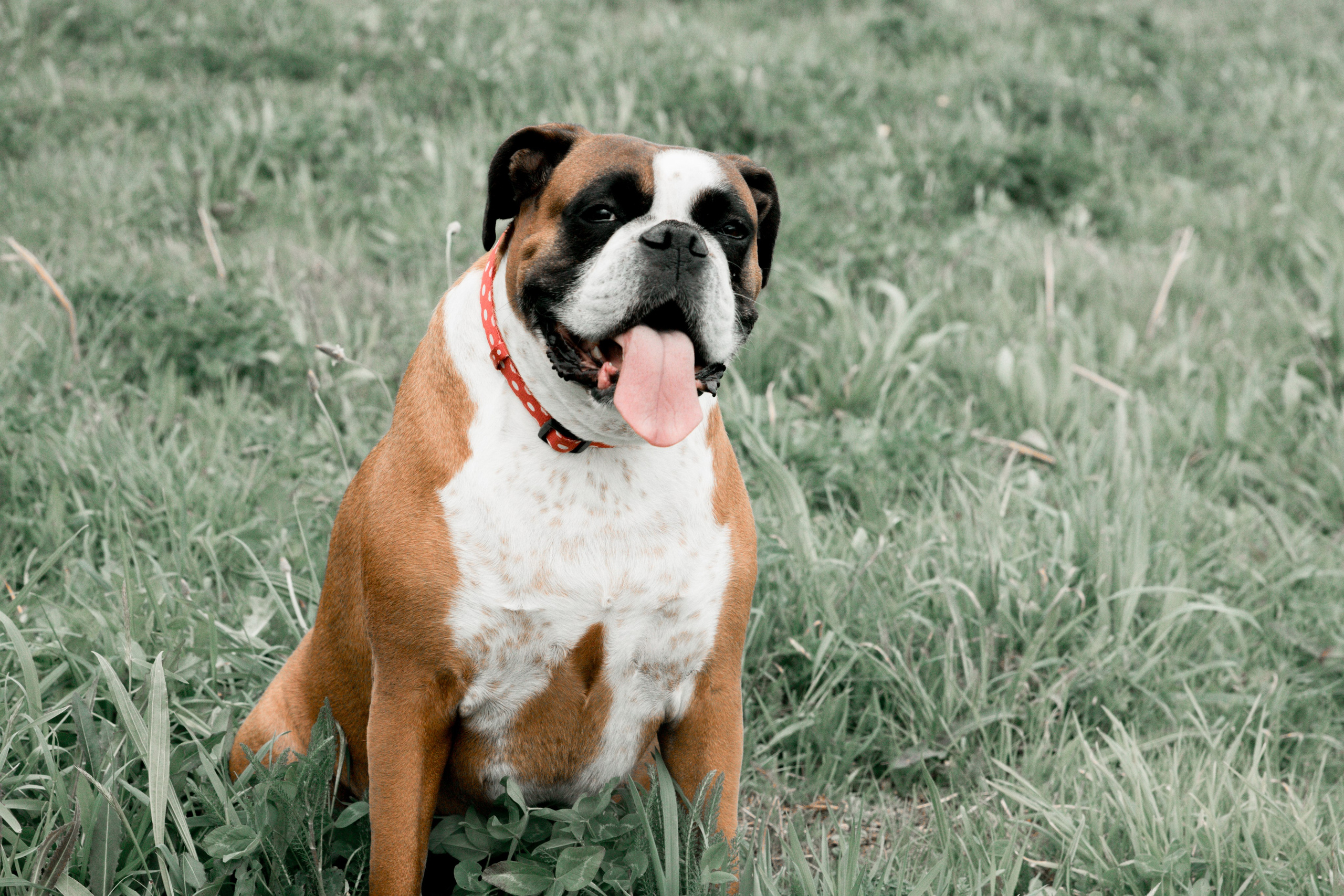 Sesiones fotográficas a mascotas. RabelByCris Fotógrafa en Coruña de Eventos, sesiones, mascotas
