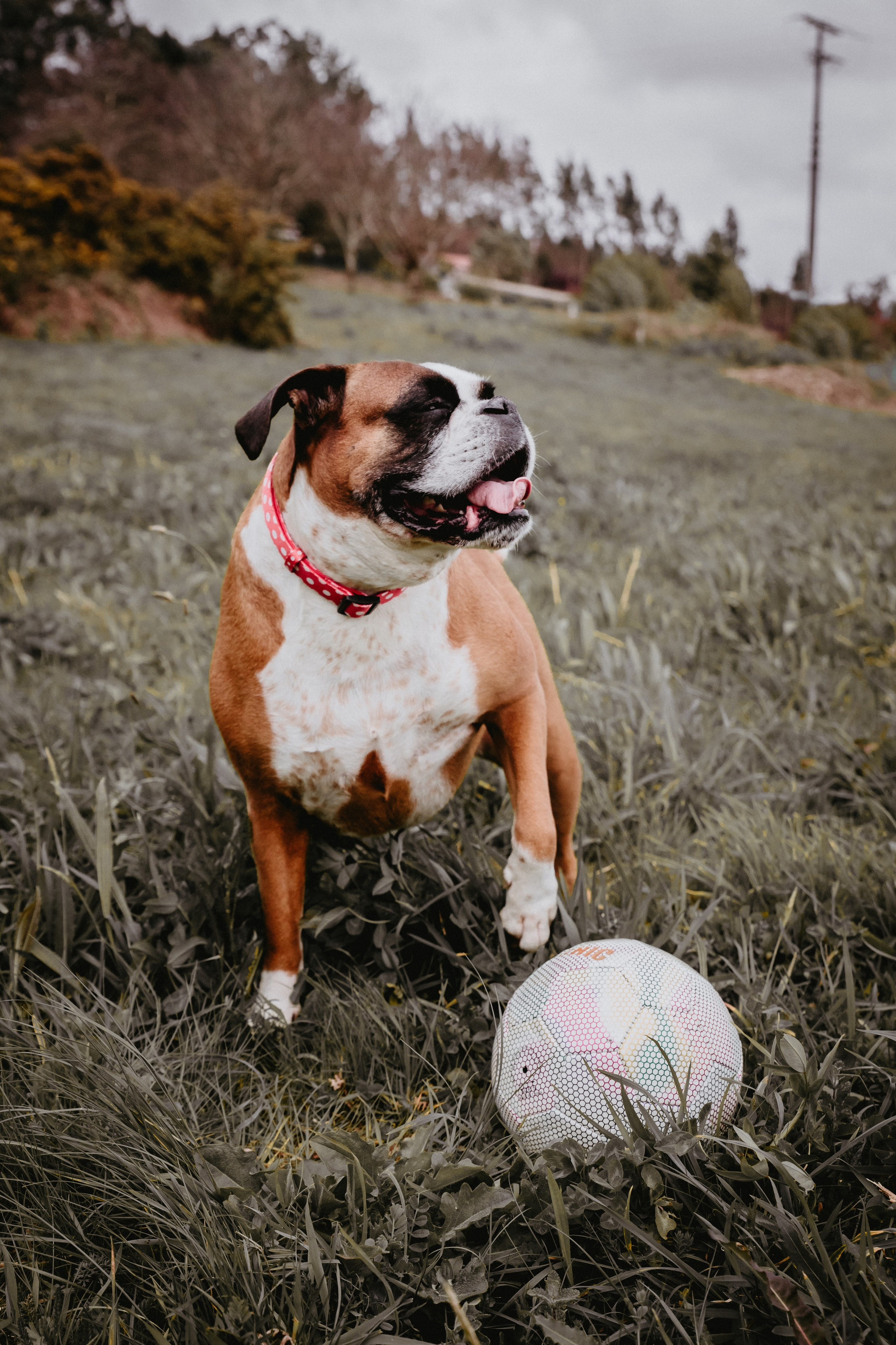 Sesiones fotográficas a mascotas. RabelByCris Fotógrafa en Coruña de Eventos, sesiones, mascotas