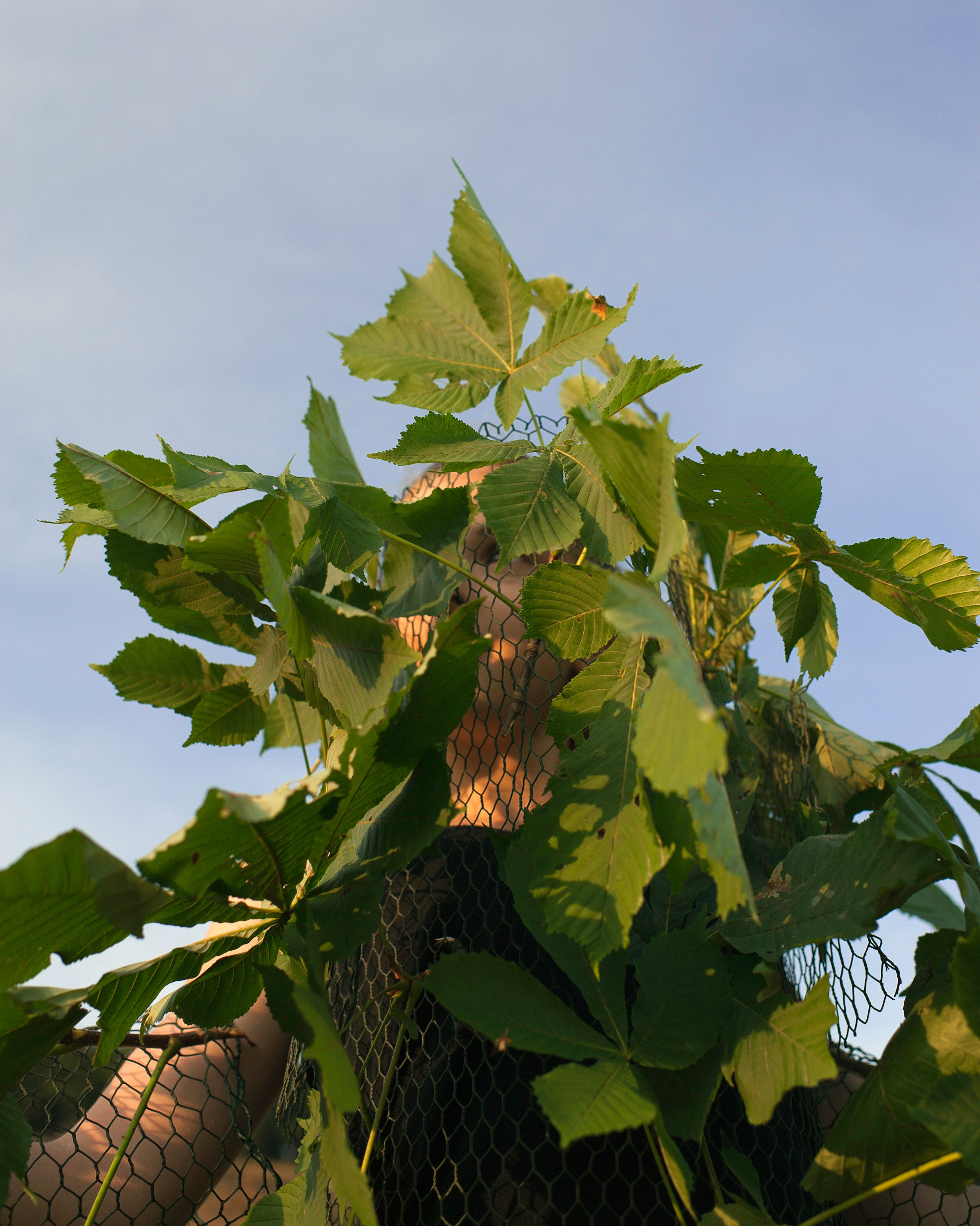 COMMUNITY OF TREES. Photographer and videographer in Norway and Slovakia Andrea Zemko