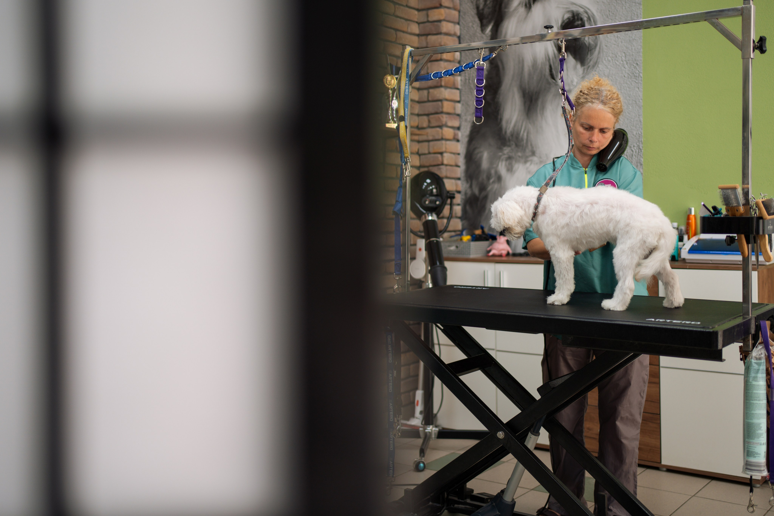 PetGroom Timisoara. Cozac Cristian Photographer