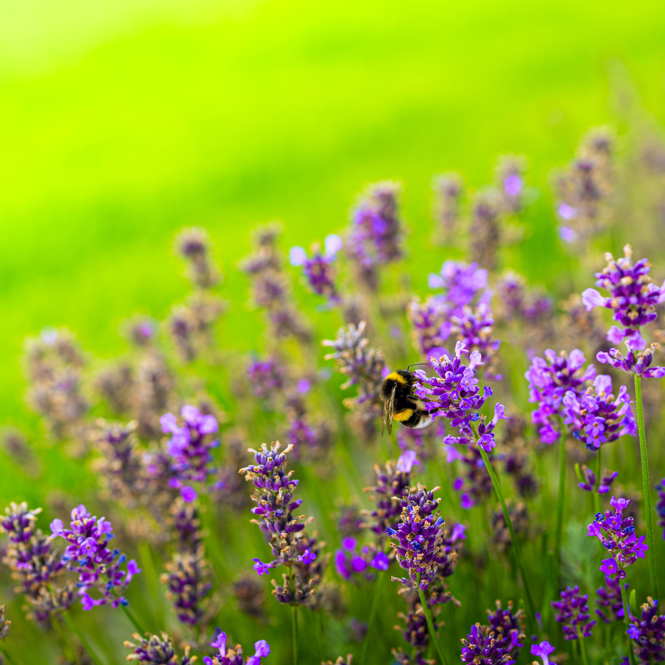 Blumen. LUKIN IGOR Photography