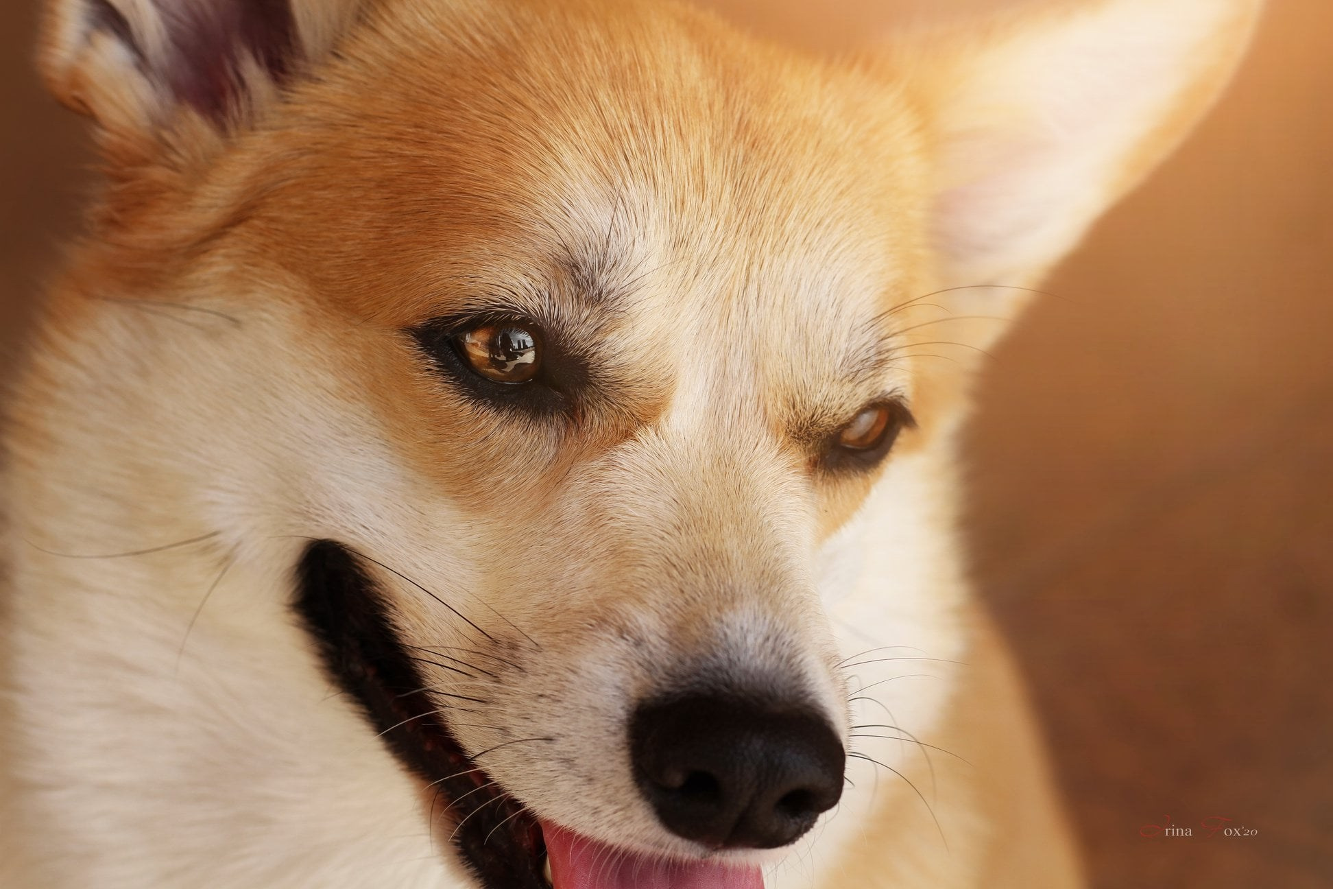 Порт анімал общ. Репортажний фотограф/анімаліст КИЇВ