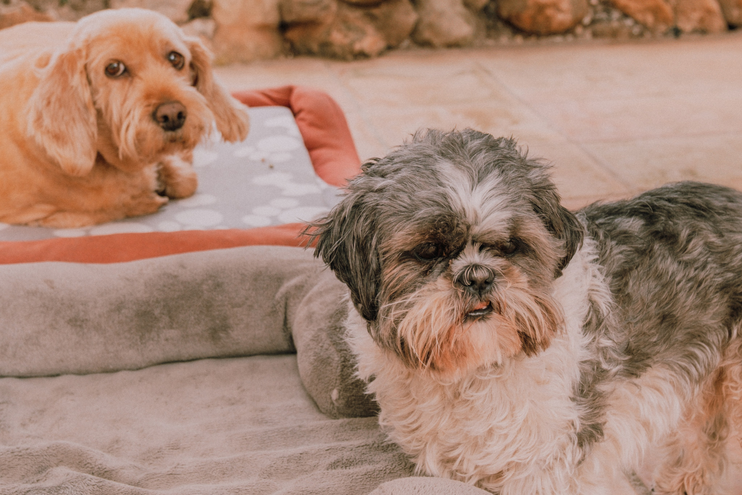 Sesión familiar. Профессиональная фотосъемка в Калафелле — Елена Медведева