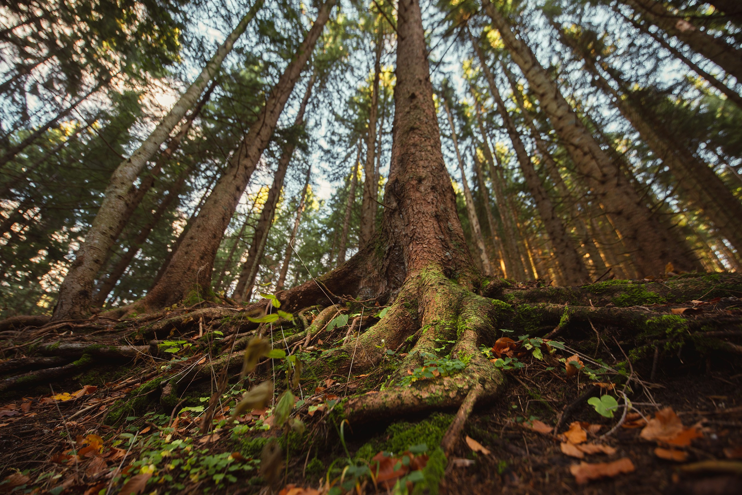 Powerful tree roots and trunks viewed from a low angle, Wallberg forest․