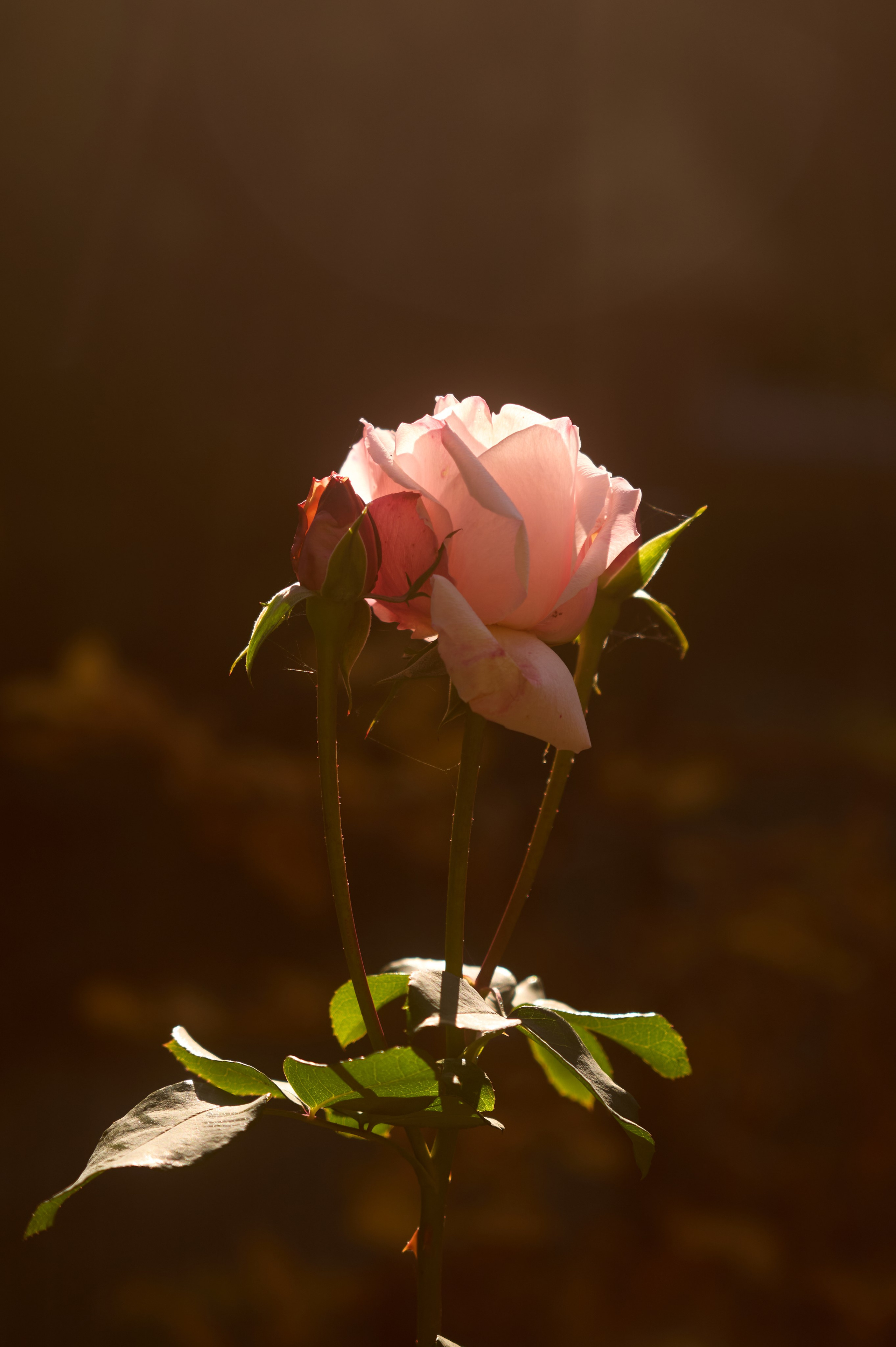 Природа. Photographer Нелли Биева