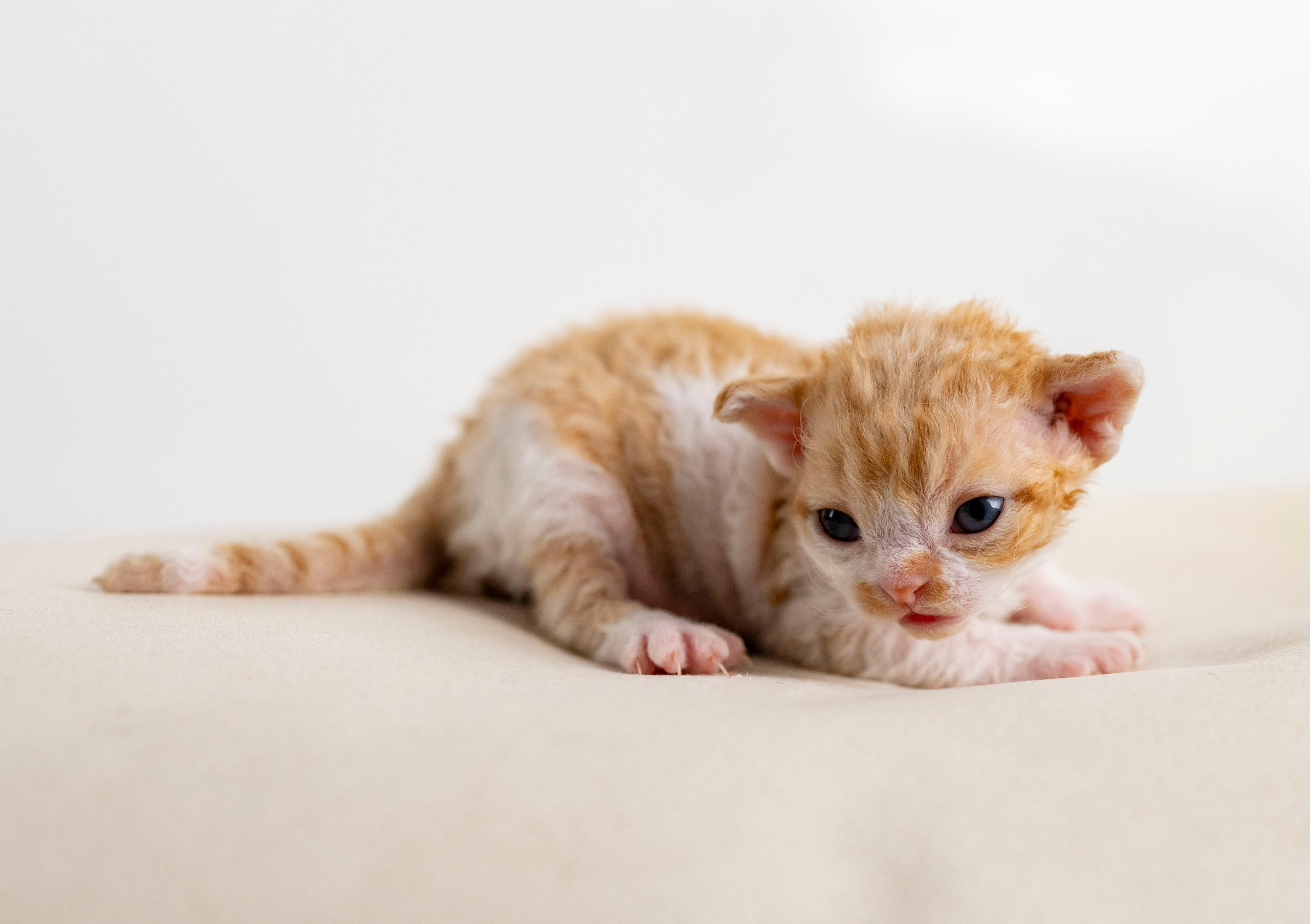 Kittens 11.23.23. Devon Rex Pixie Cattery