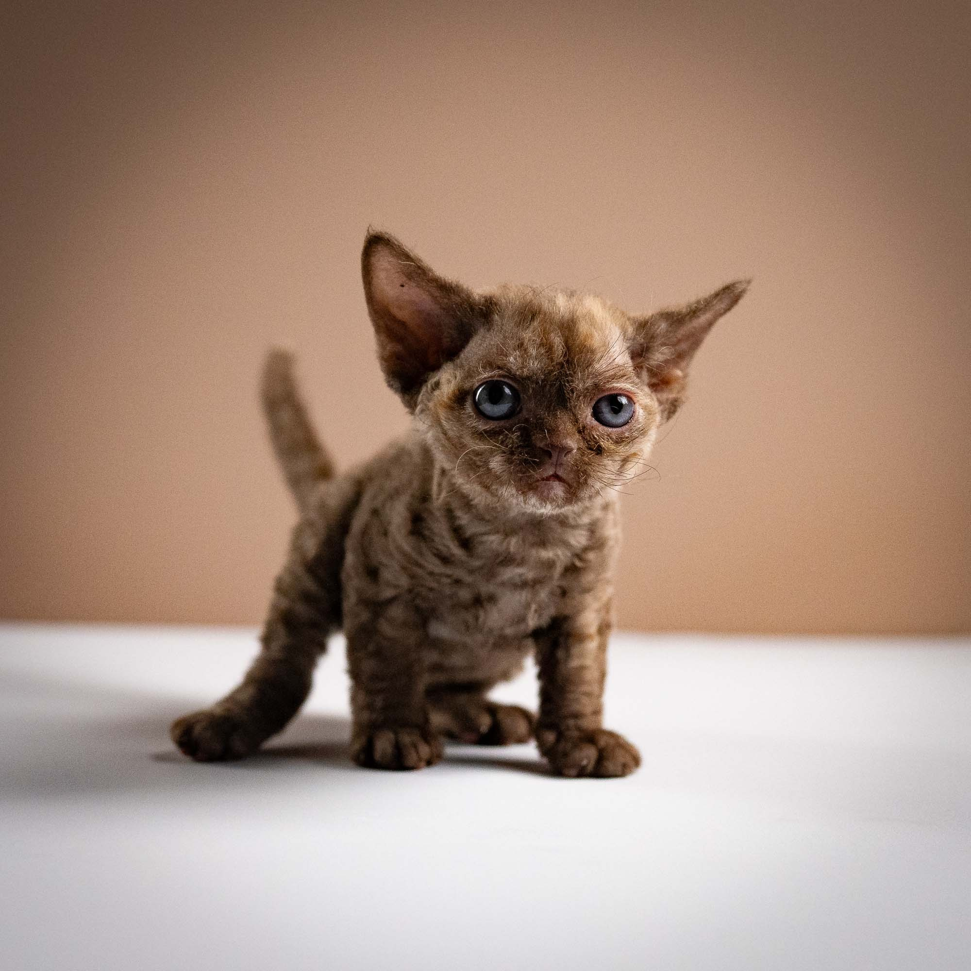 Olivia, girl, born 02.08.26. Devon Rex Pixie Cattery