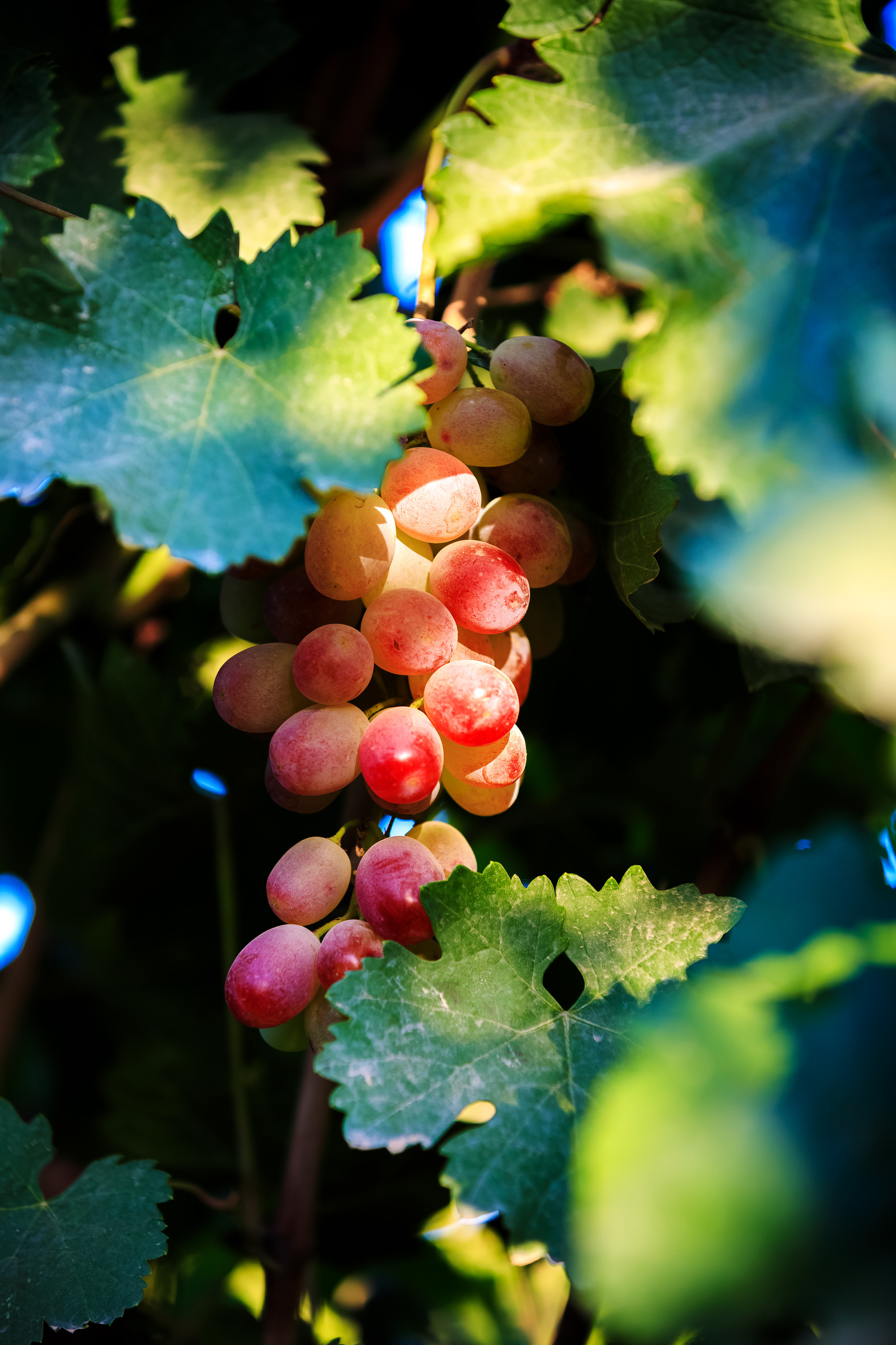 Тематическая фотосессия для талантливого молодого винодела. Семейный, детский, репортажный фотограф в Ташкенте Елена Аллабергенова