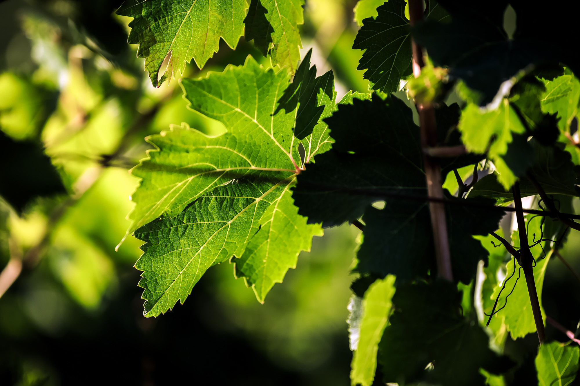Тематическая фотосессия для талантливого молодого винодела. Семейный, детский, репортажный фотограф в Ташкенте Елена Аллабергенова