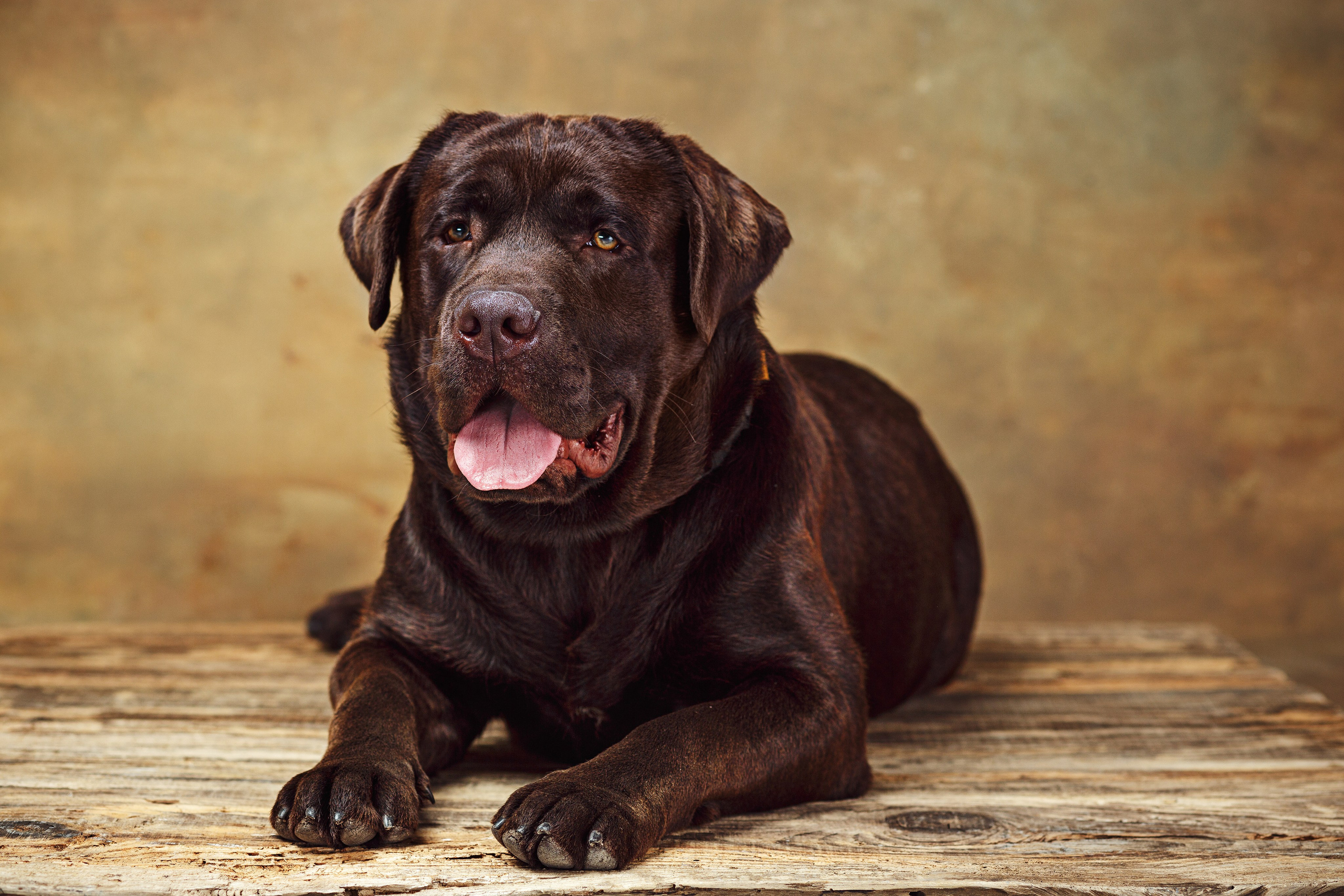 Шоколадний лабрадор ретривер