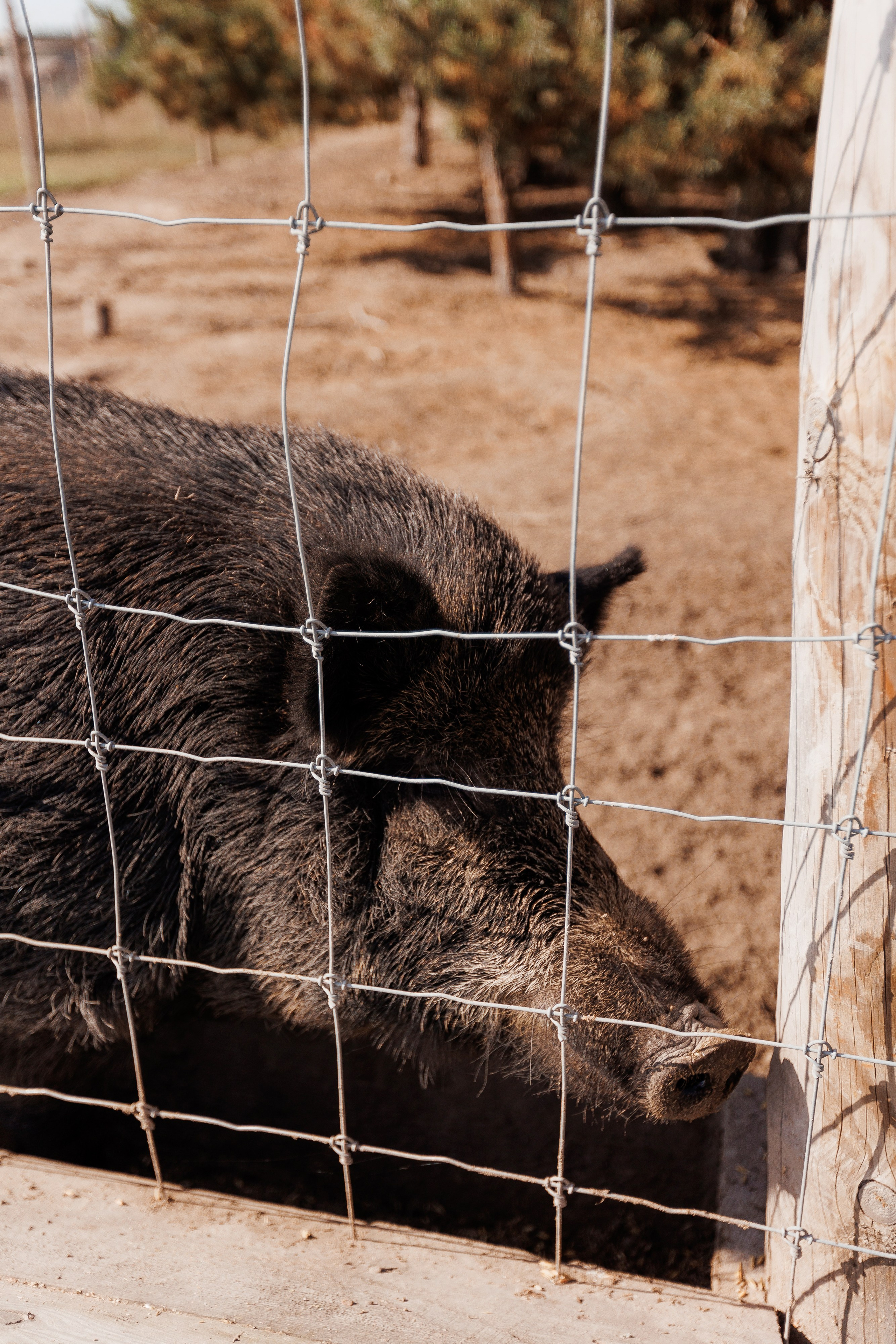 Екопарк Аміла. Ірина Терещук