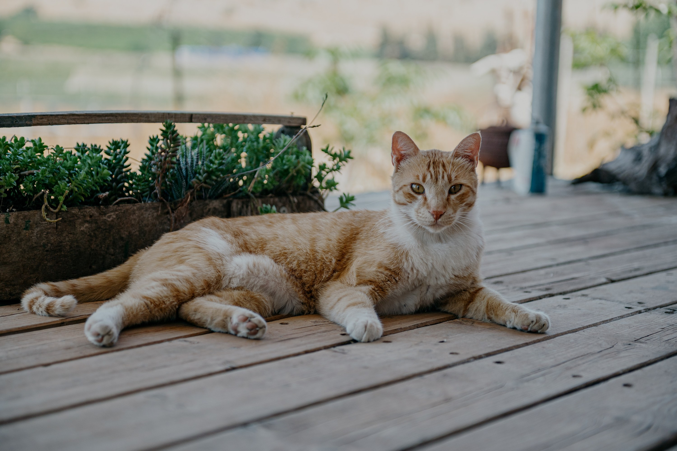 ZoZo. Portrait photografer in Montenegro