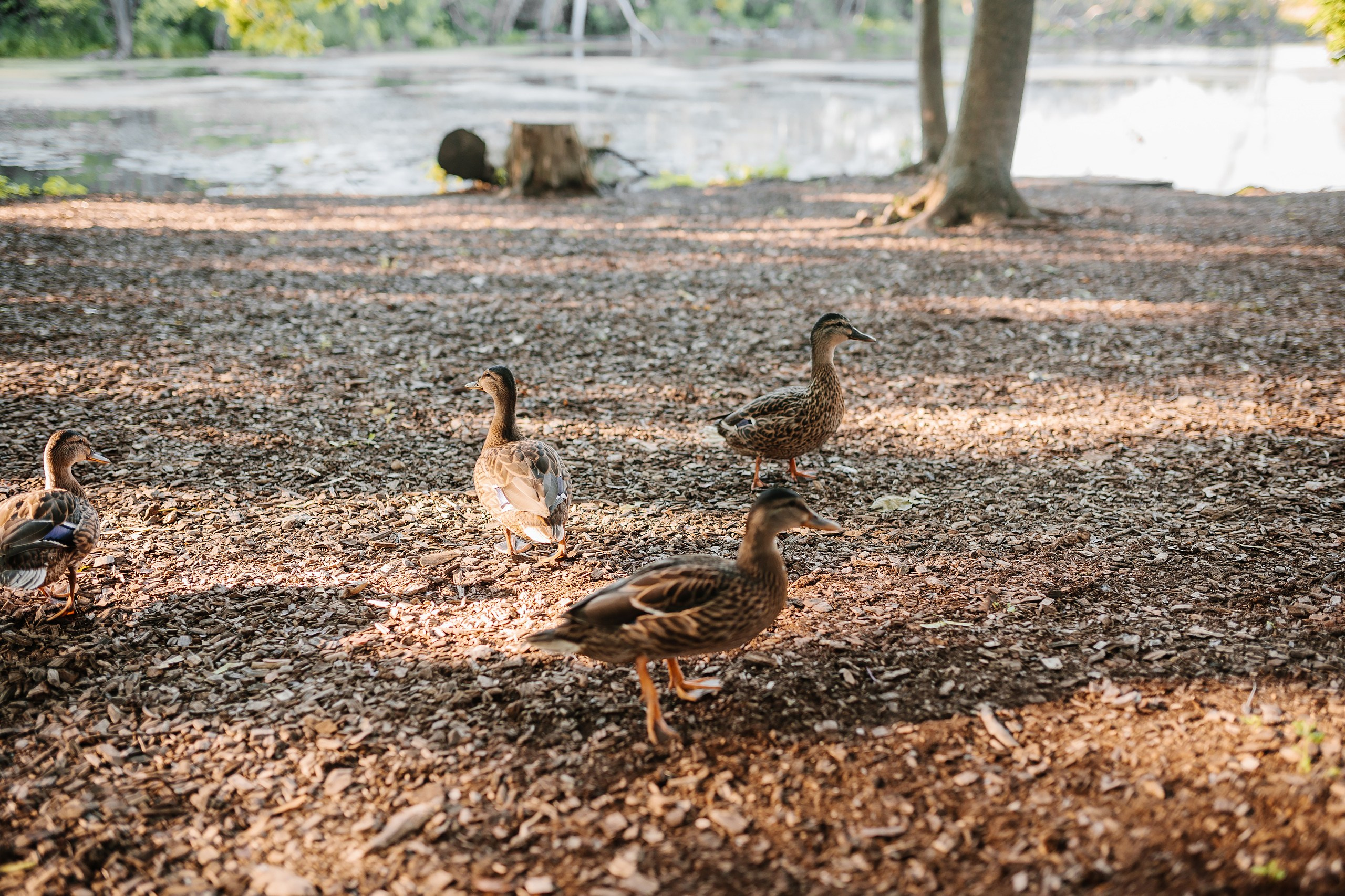 07.08.24 Family Photoshoot. Wedding family event photographer in Chicago Nick Yushevich