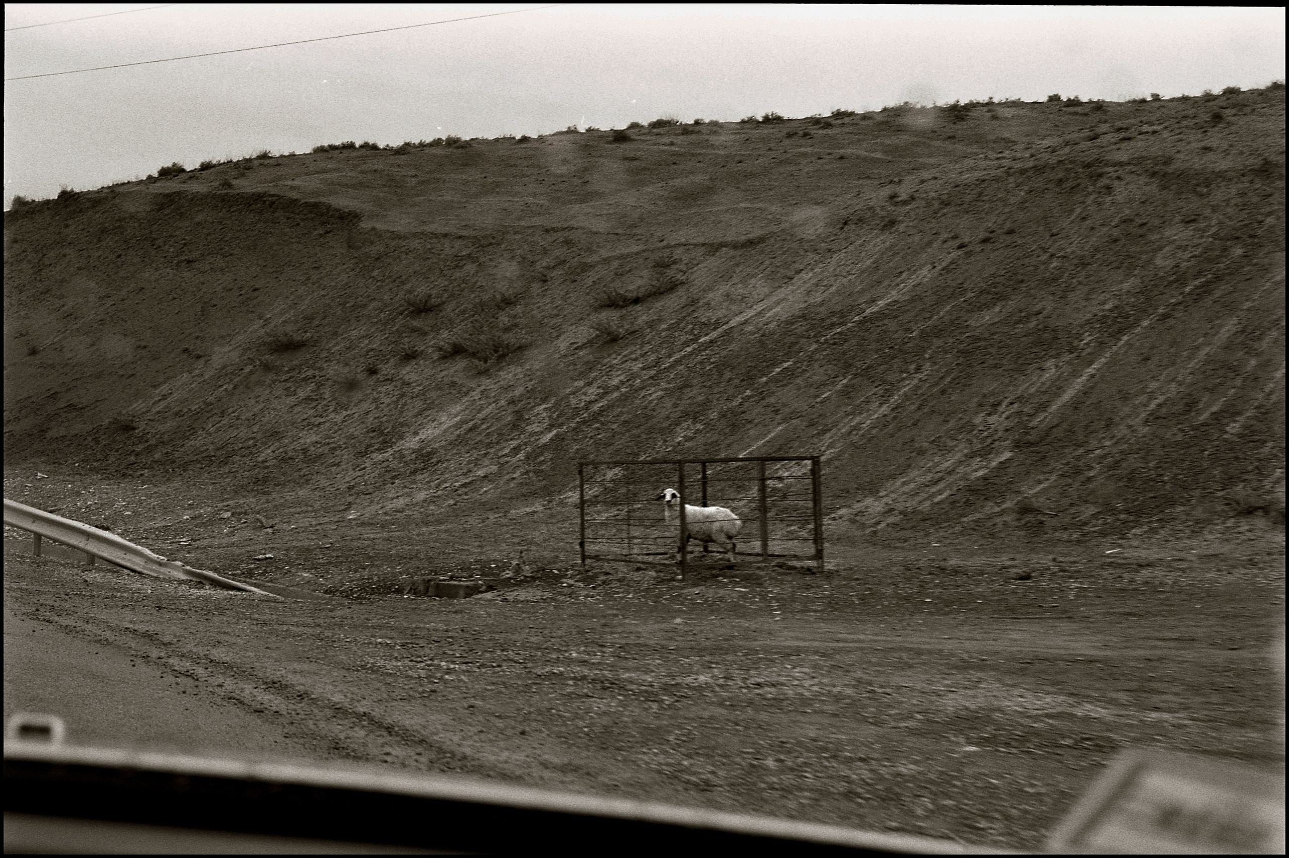 In a cage. Shemakha, 2014