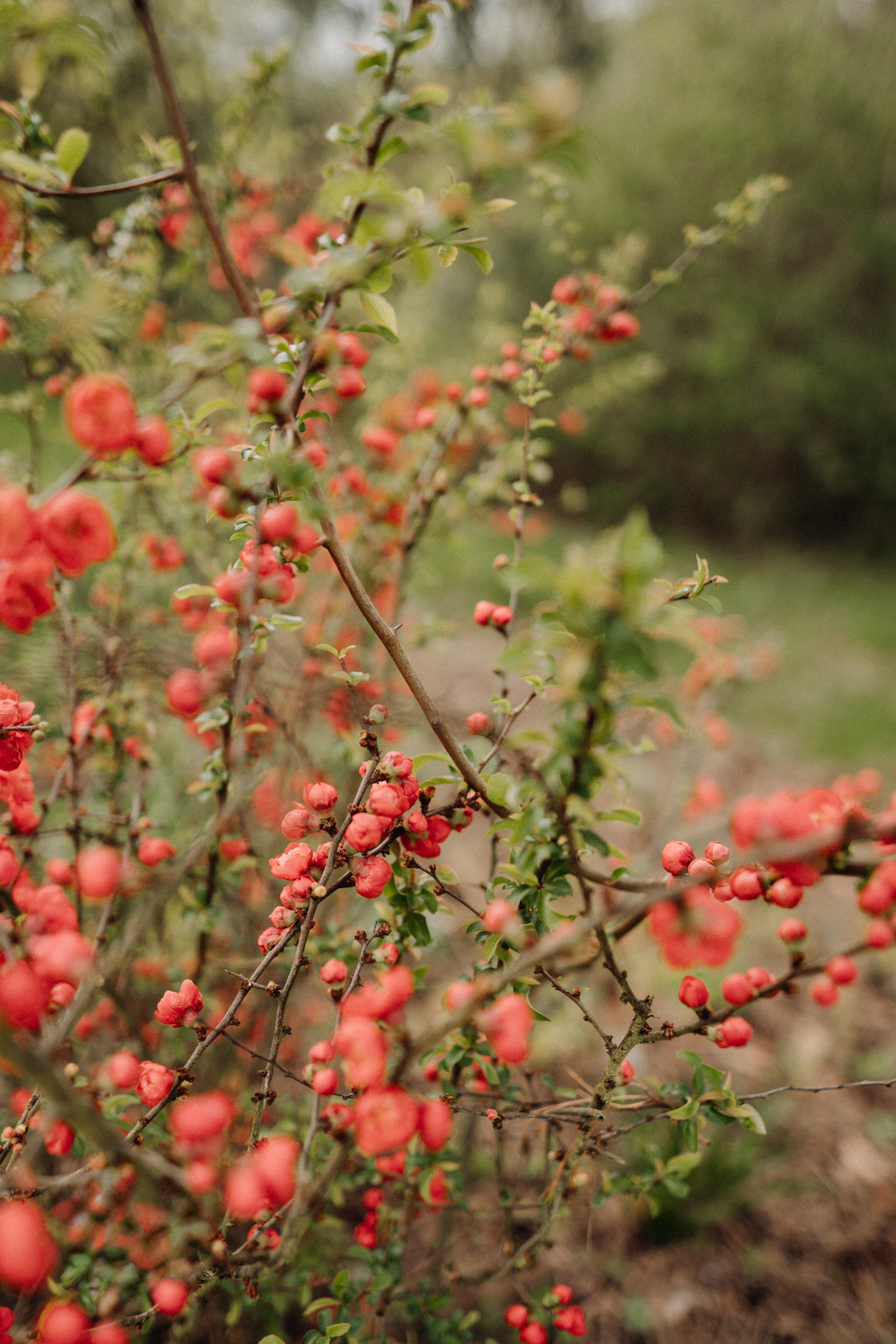 Nature. Фотограф в Праге Анна Лебедева