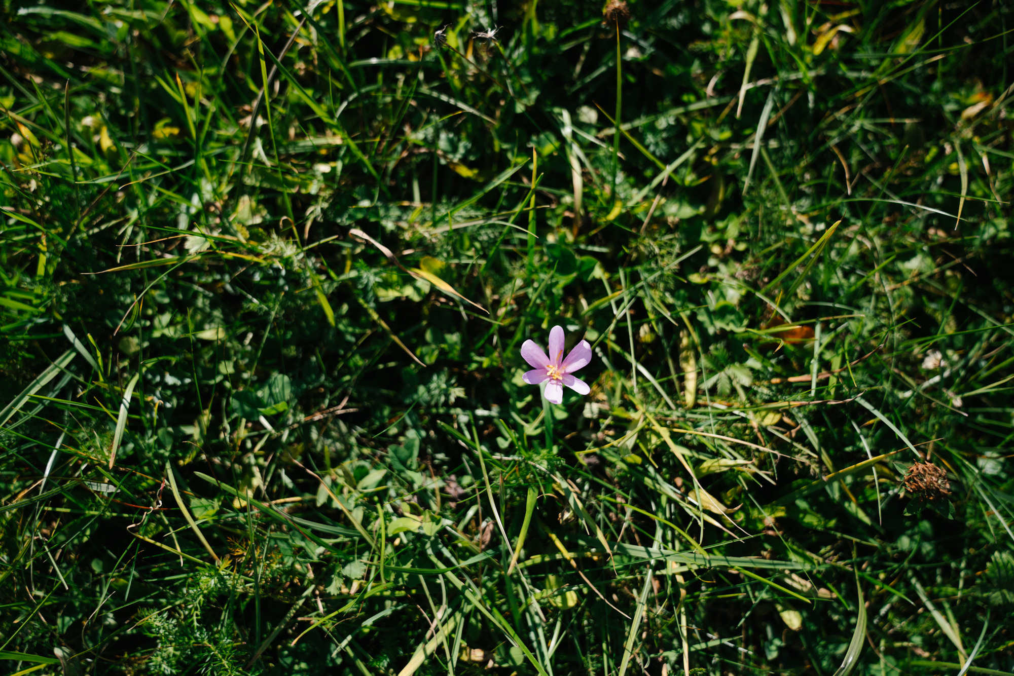 Engagement Shooting in Bayern. Inna Zaytseva Photography | Photographer in Munich | Content Creation