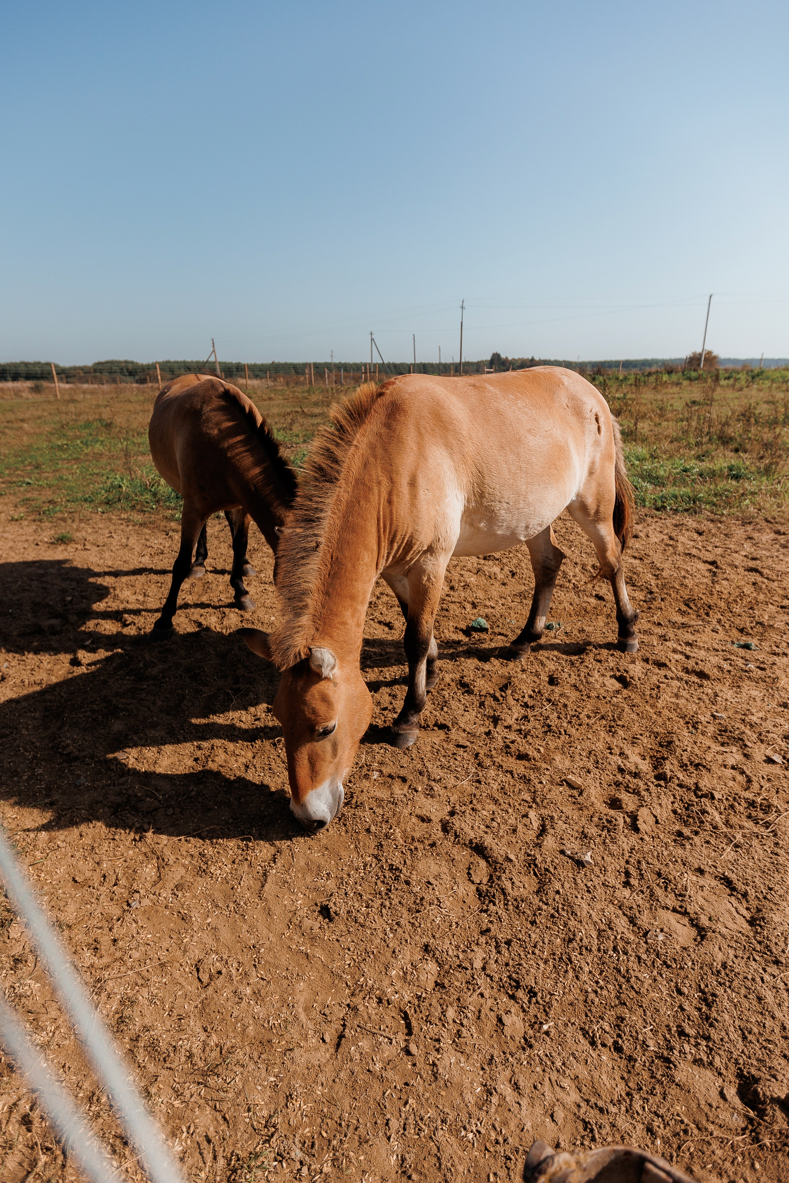 Екопарк Аміла. Ірина Терещук