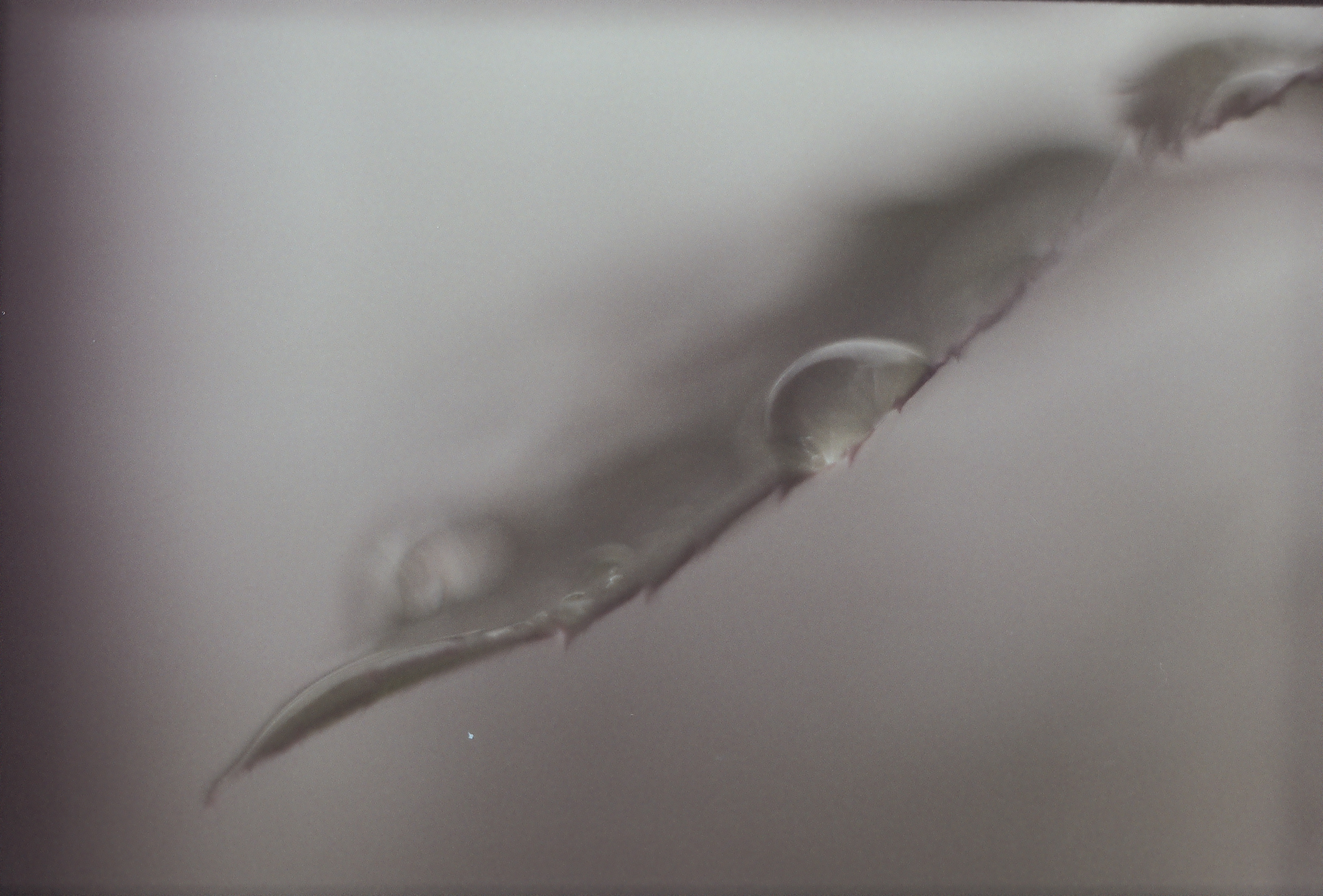 Or was it only a dream? (diary). Daria Sukhikh | Photography