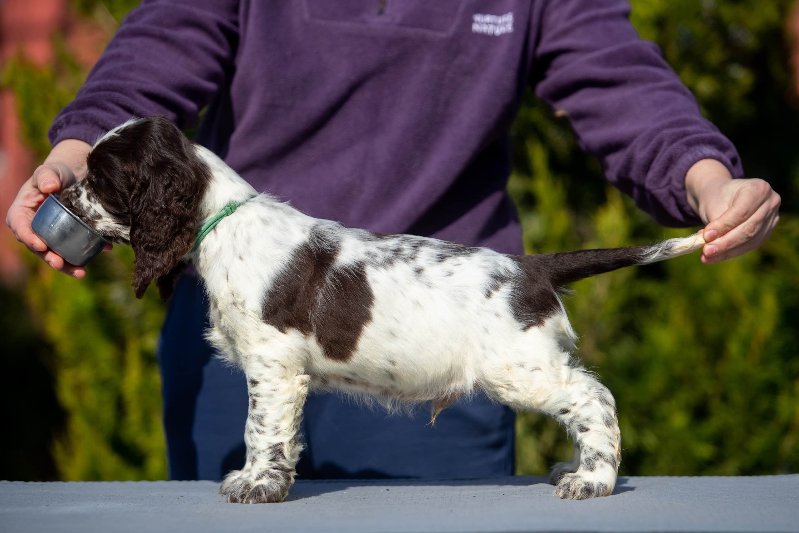 Male — Blue collar 💙. Website of the titled stud dog of the Springer Spaniel breed