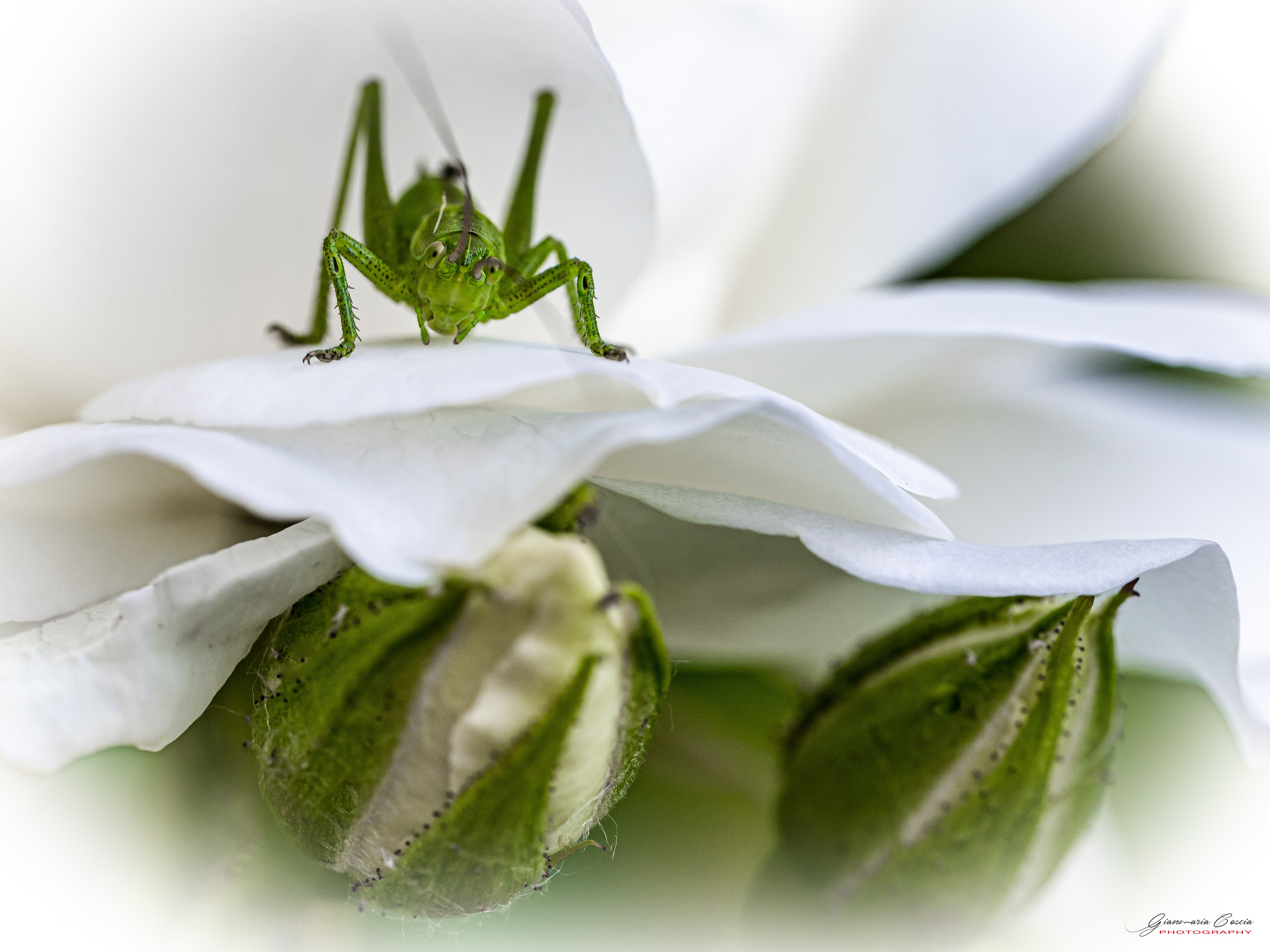 Insetti Simpatici. “Gianmaria Coscia fotografo per passione”
