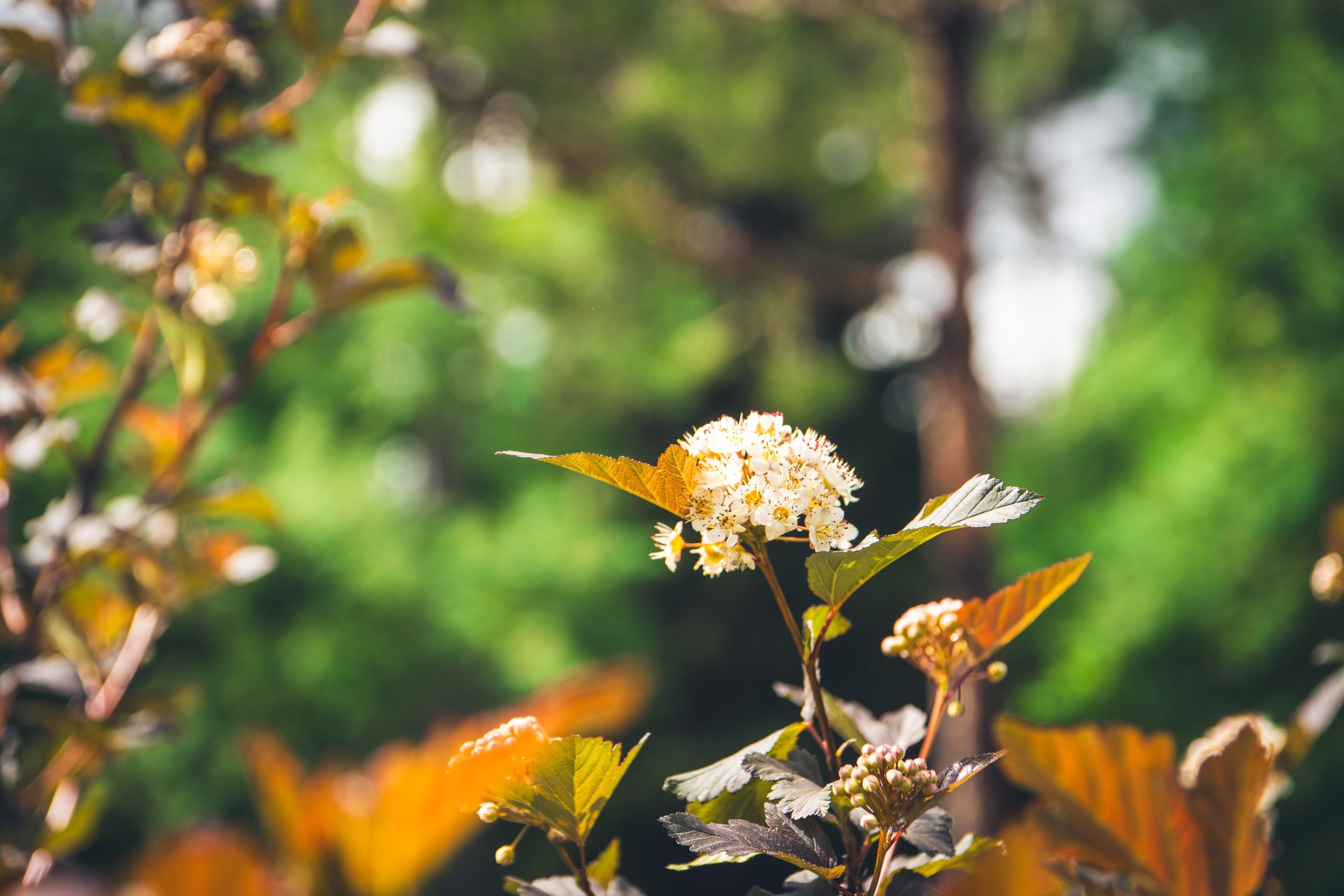 Saarema, reis. Nebula 25 — Fotod teie hingele