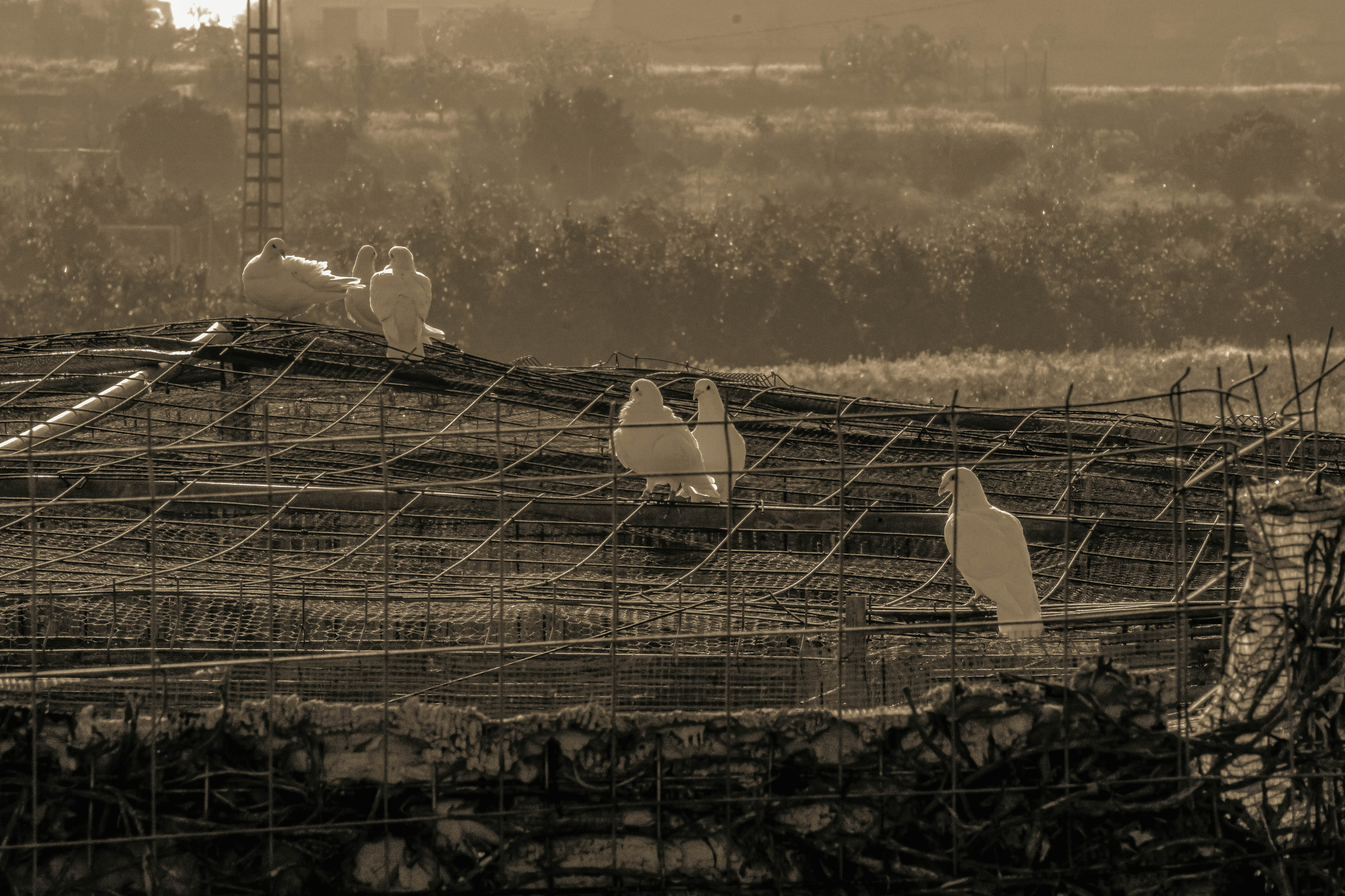 Rojales. Alba del Norte Studio