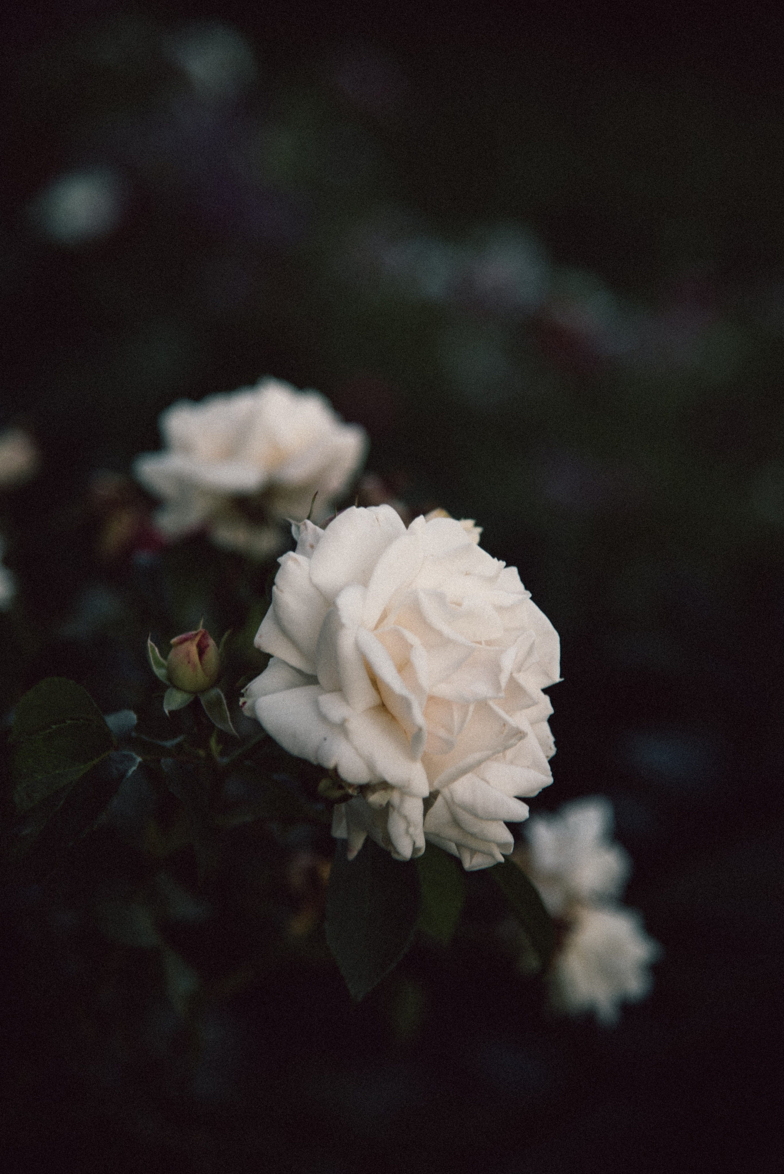 Family, couple and portrait photographer in Gold Coast