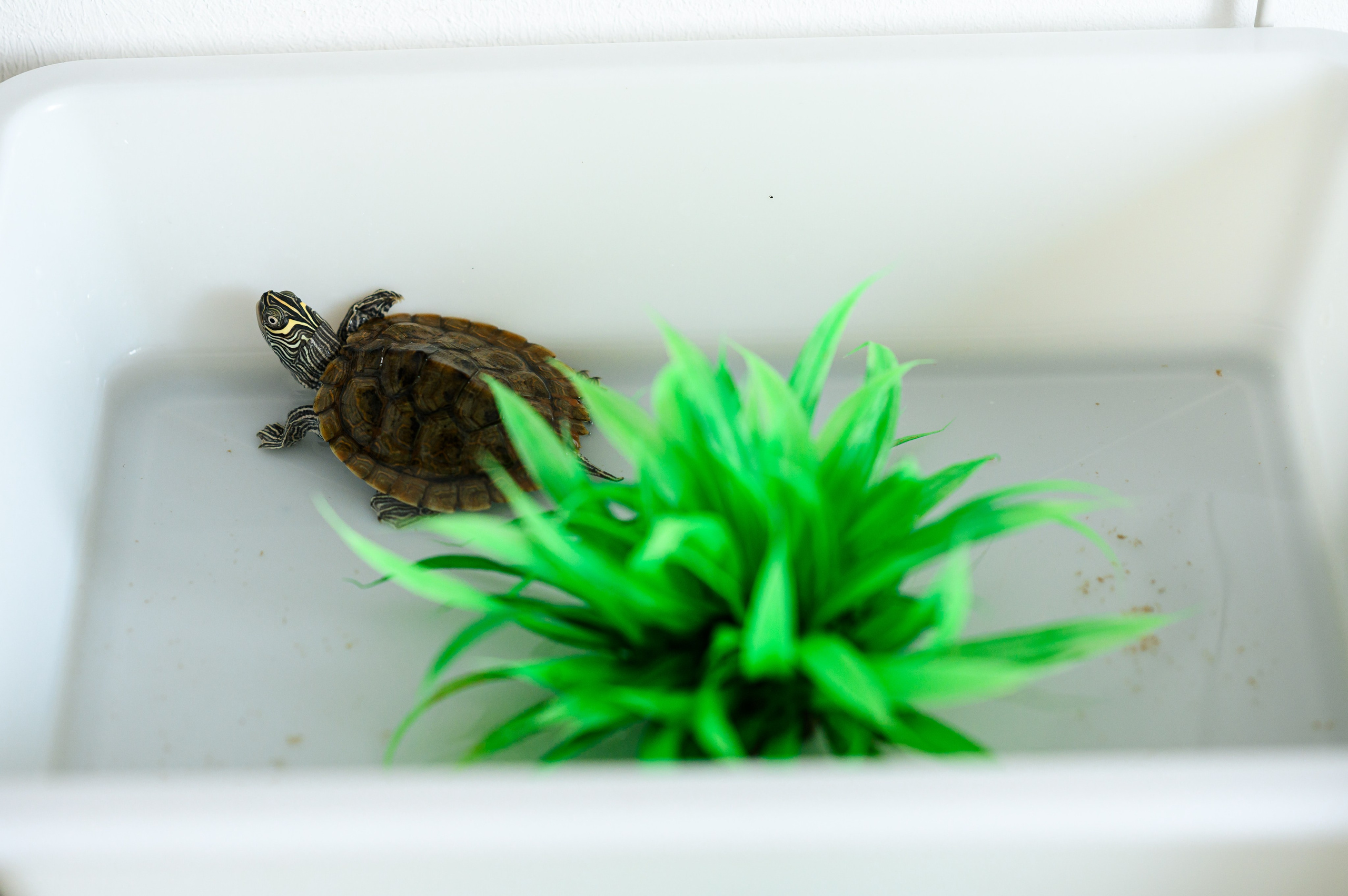 Eduard Ayan. Mugurel Olteanu Fotograf