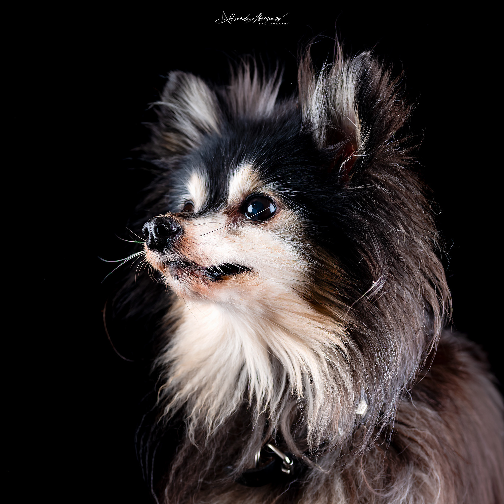 Pets. Домашние питомцы. Aleksandr Abrosimov Photography