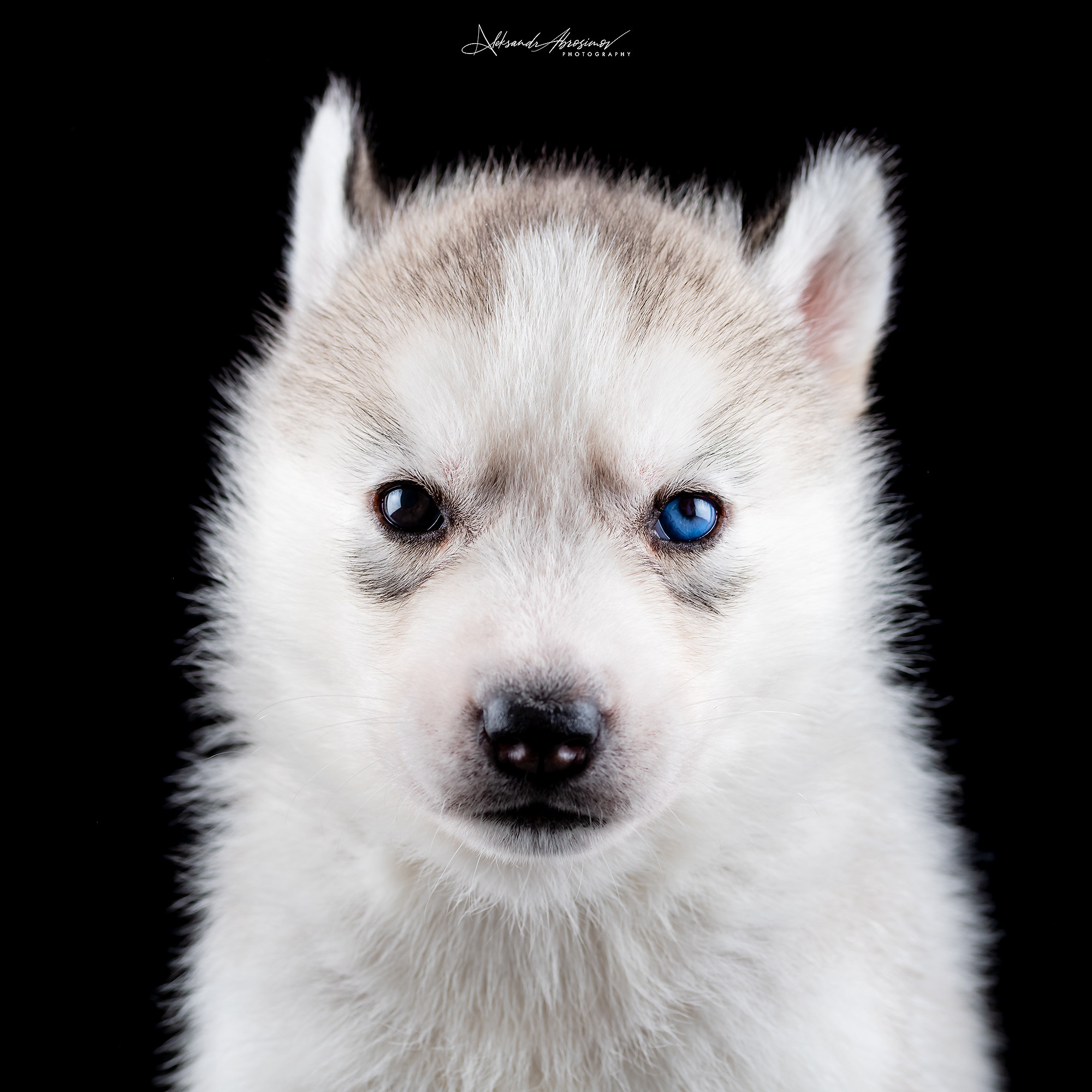 Pets. Домашние питомцы. Aleksandr Abrosimov Photography